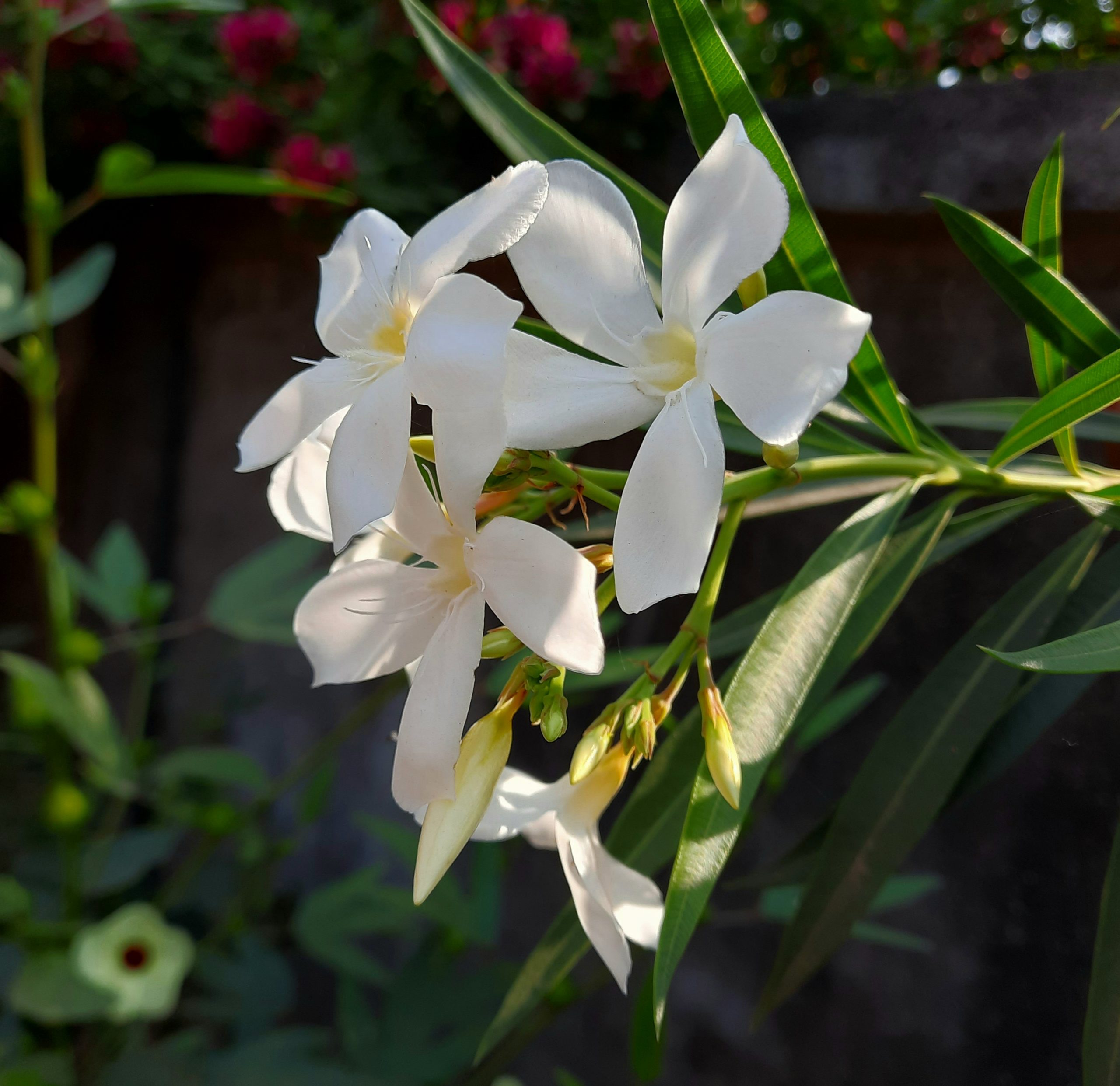 white flower