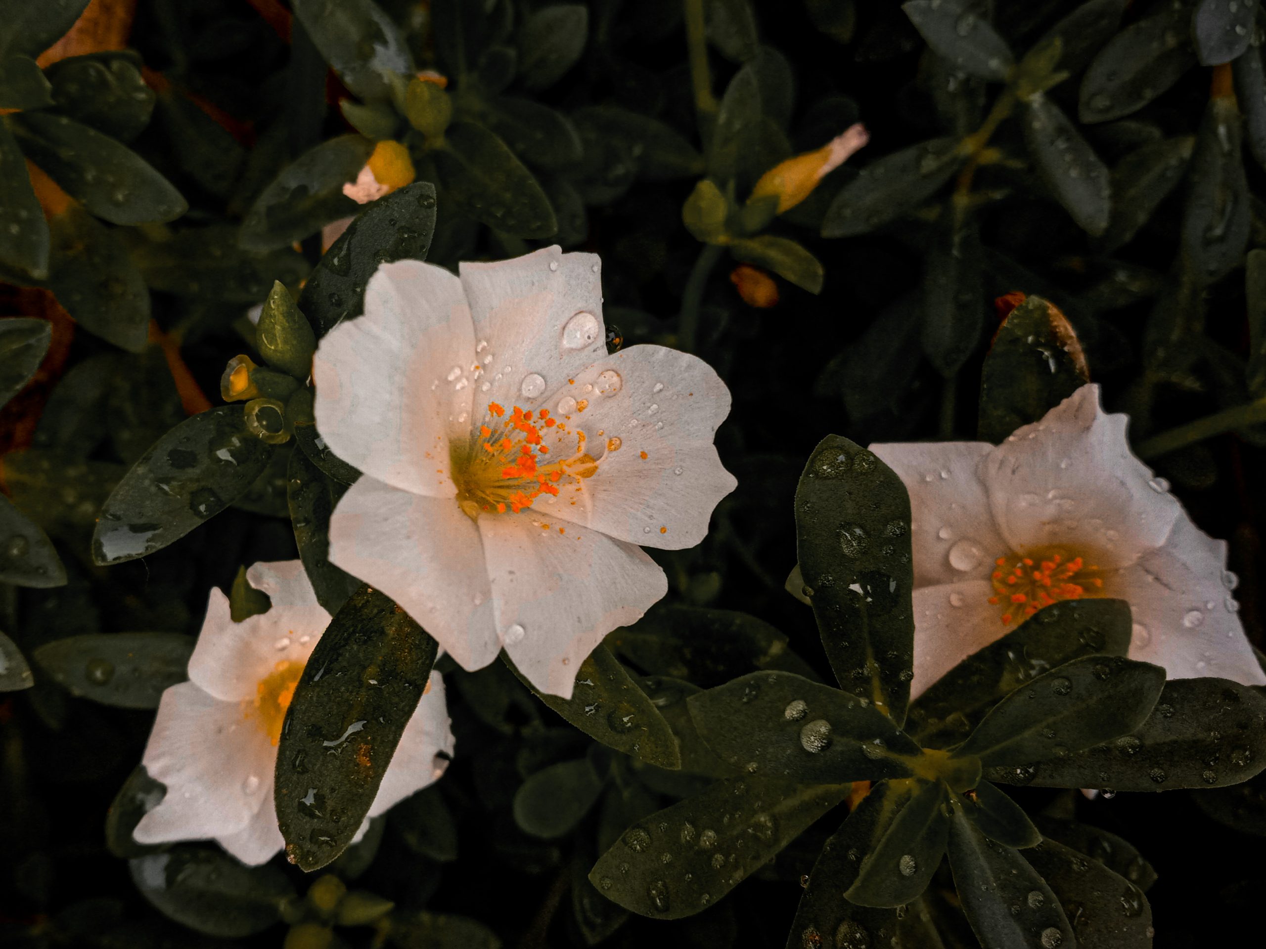 Flowering plant