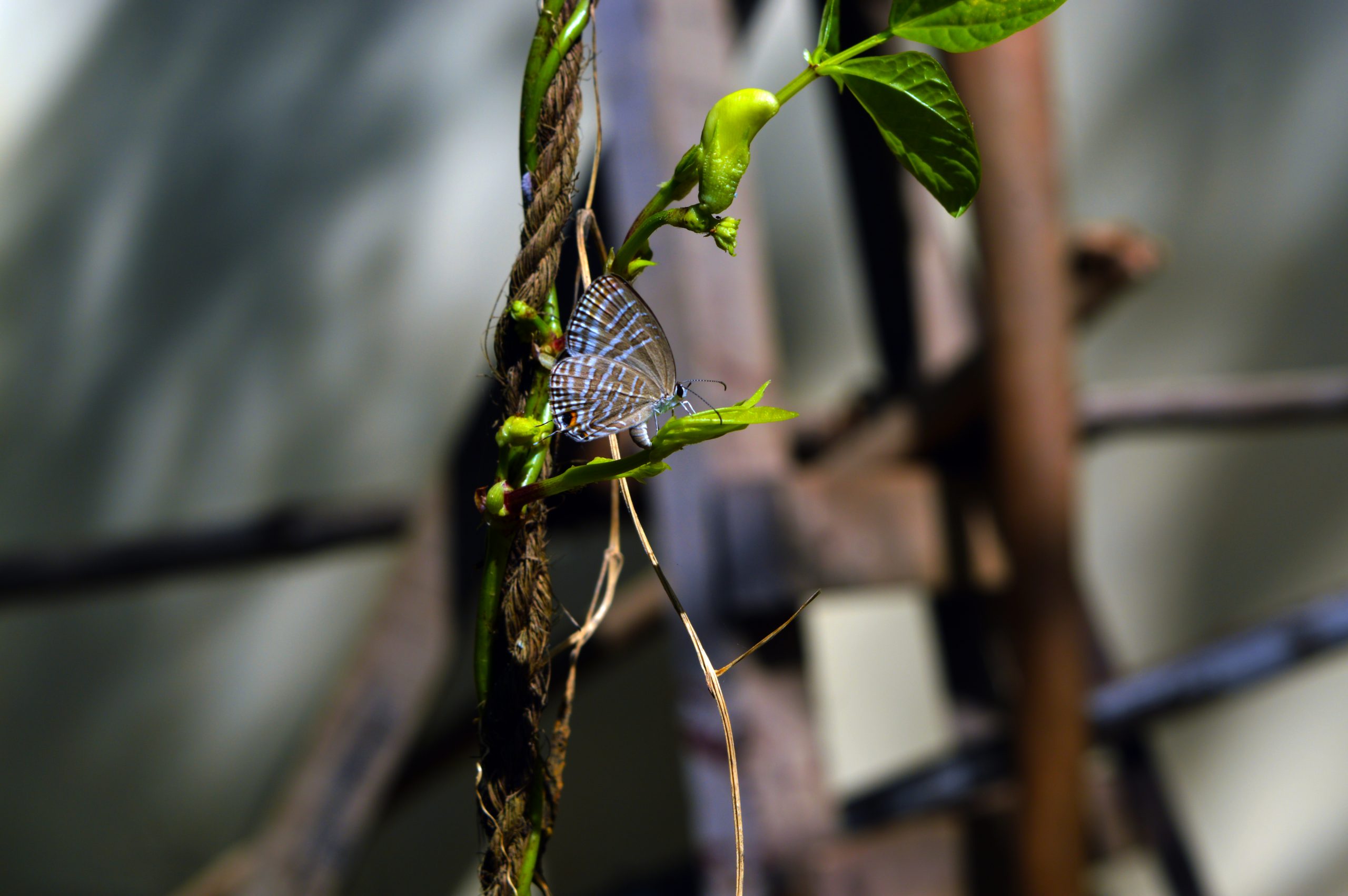 A butterfly on a plant