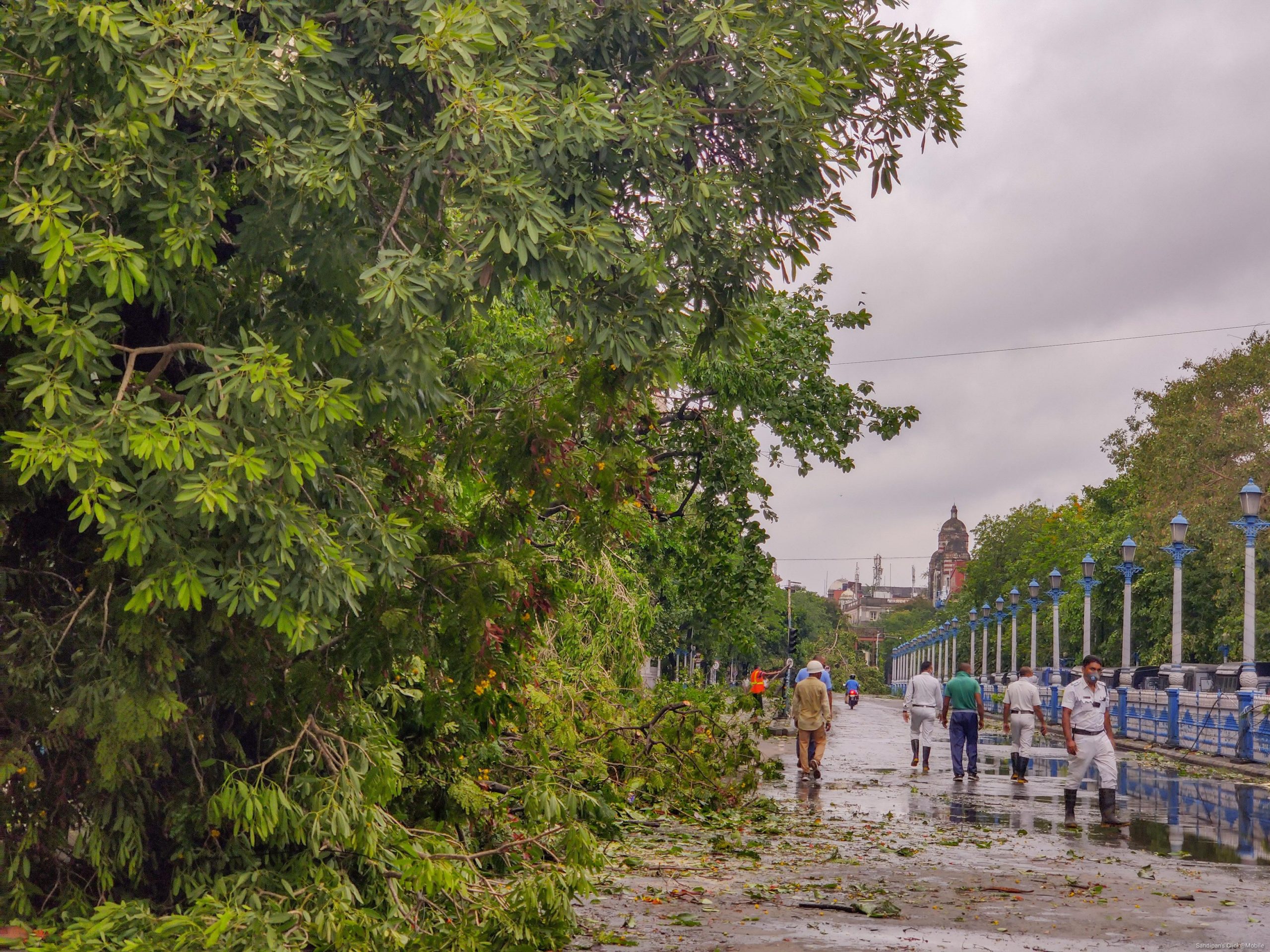 Worker clearing fallen tree on a road