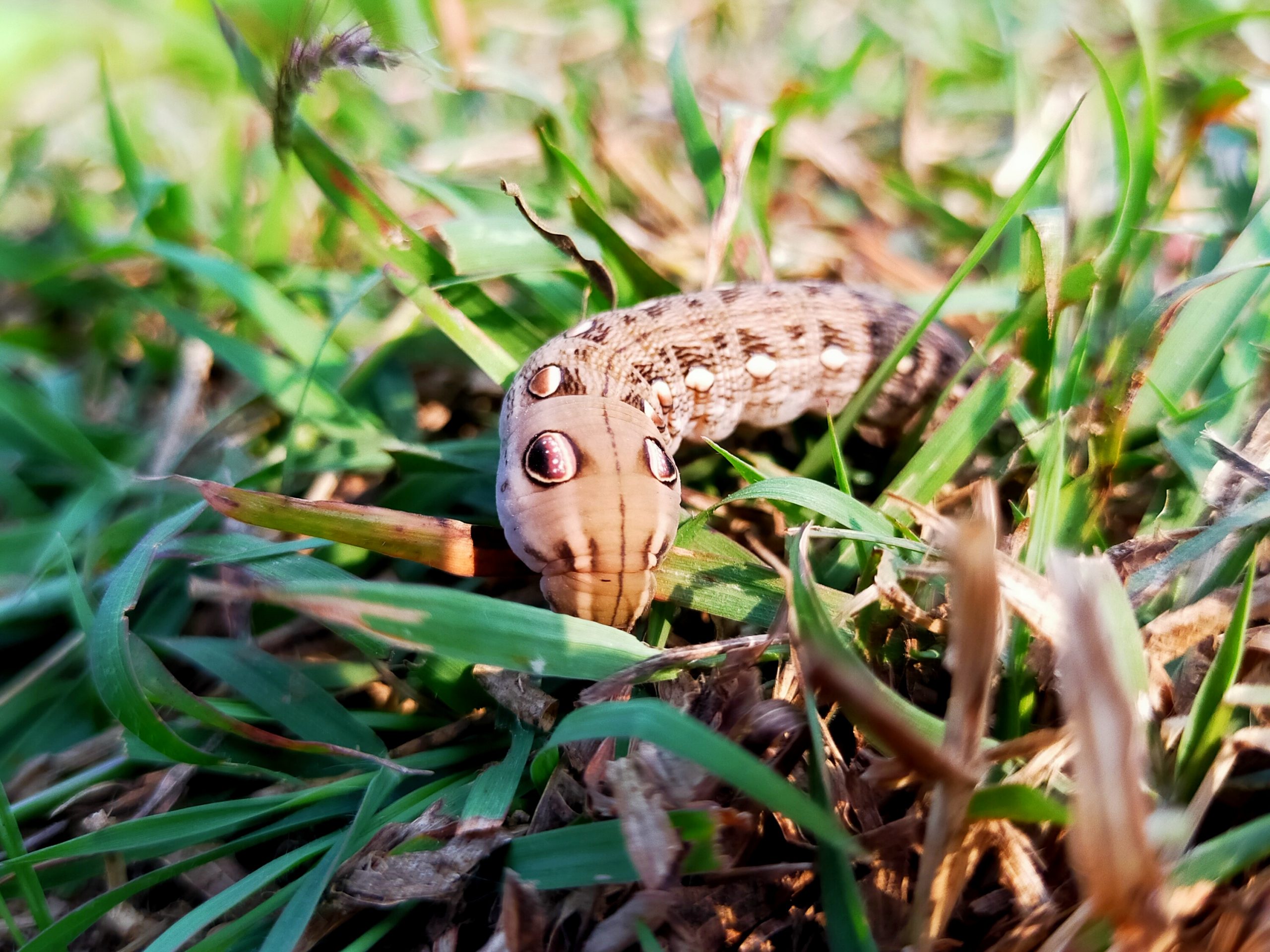 A worm on grass