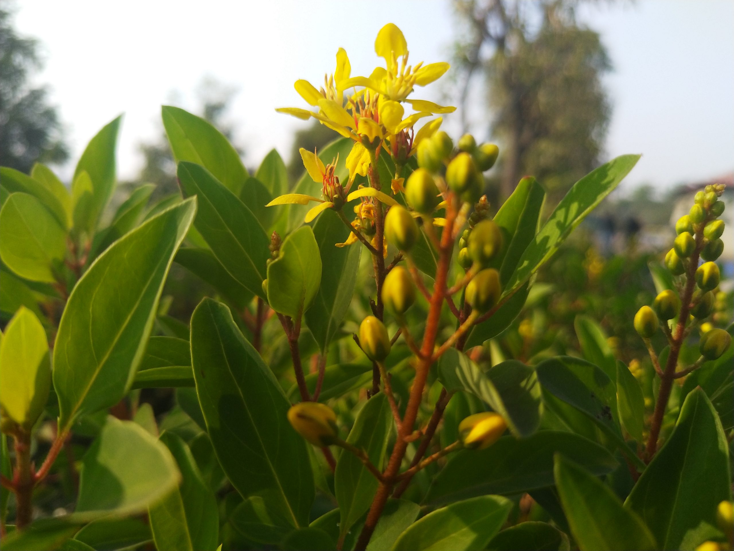 Flowering plant