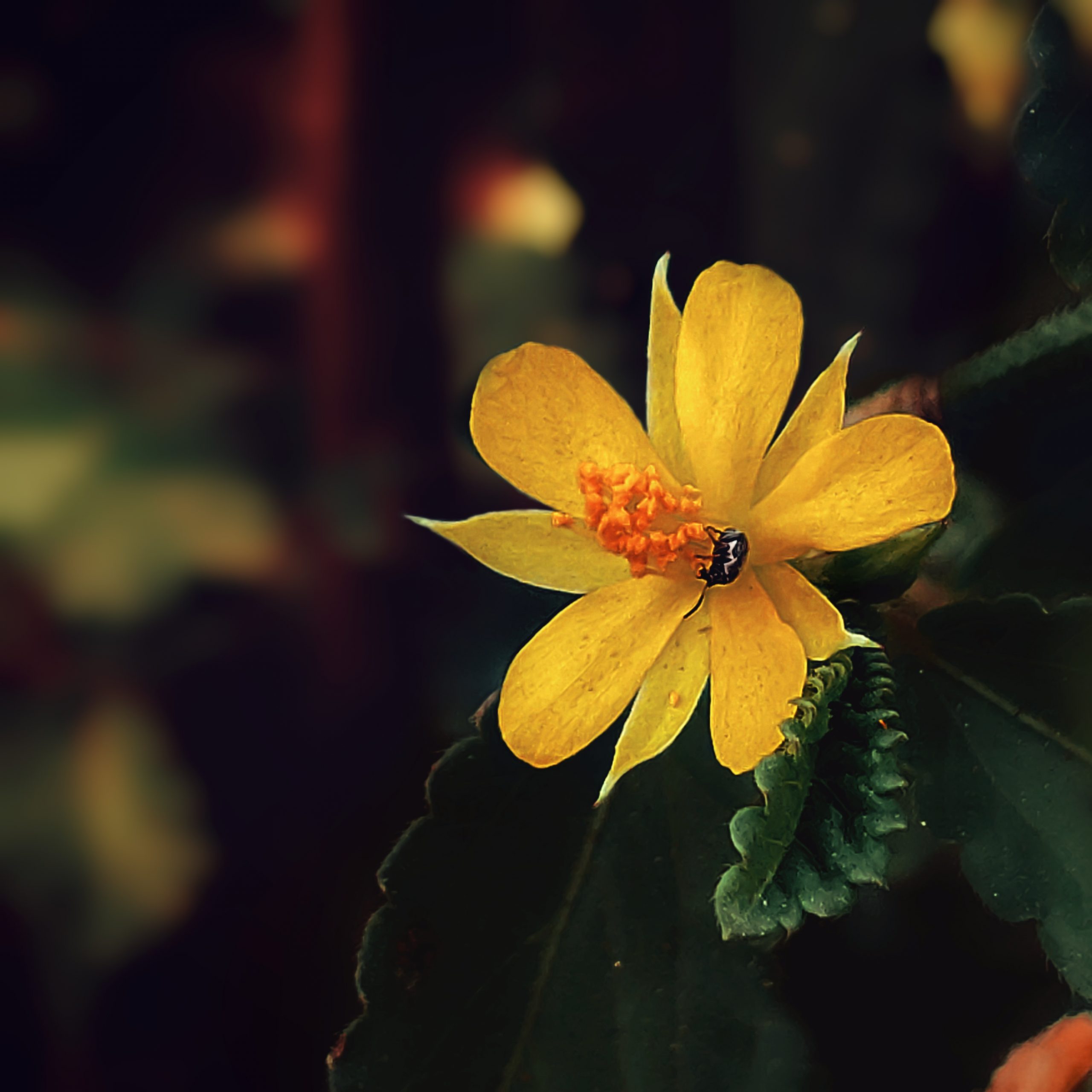 Yellow Flower