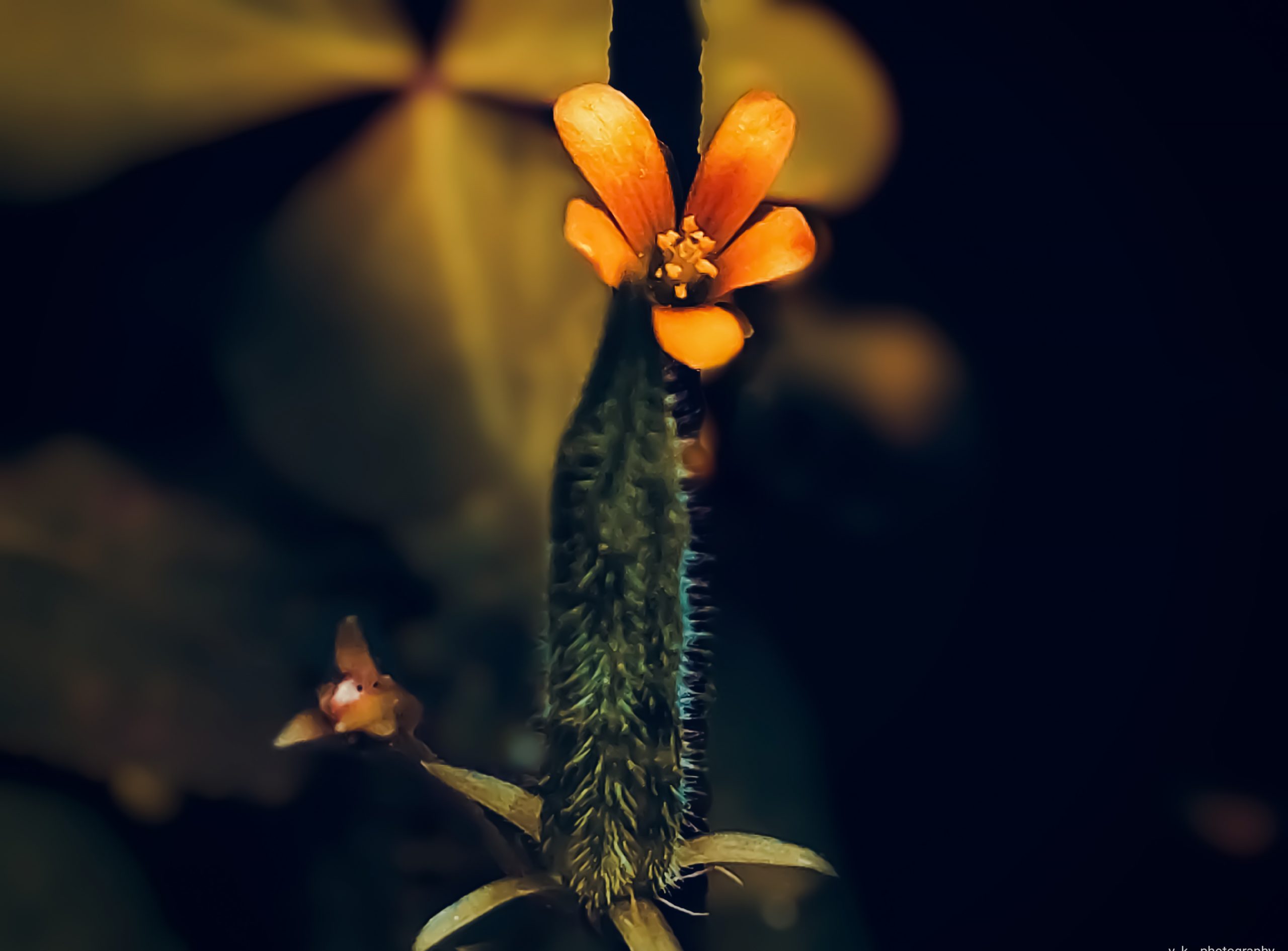 Yellow flower of a plant