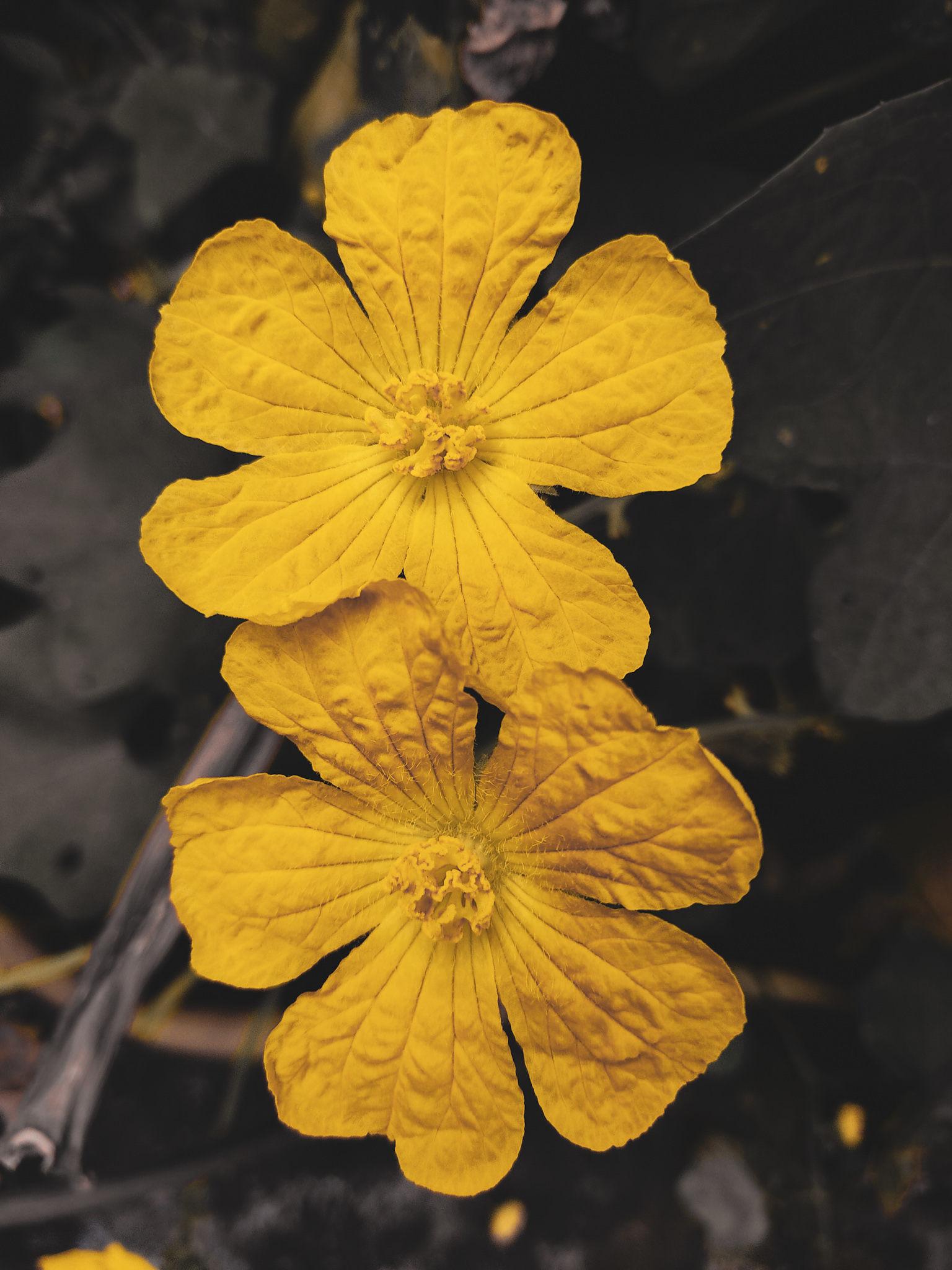 Flowering plant