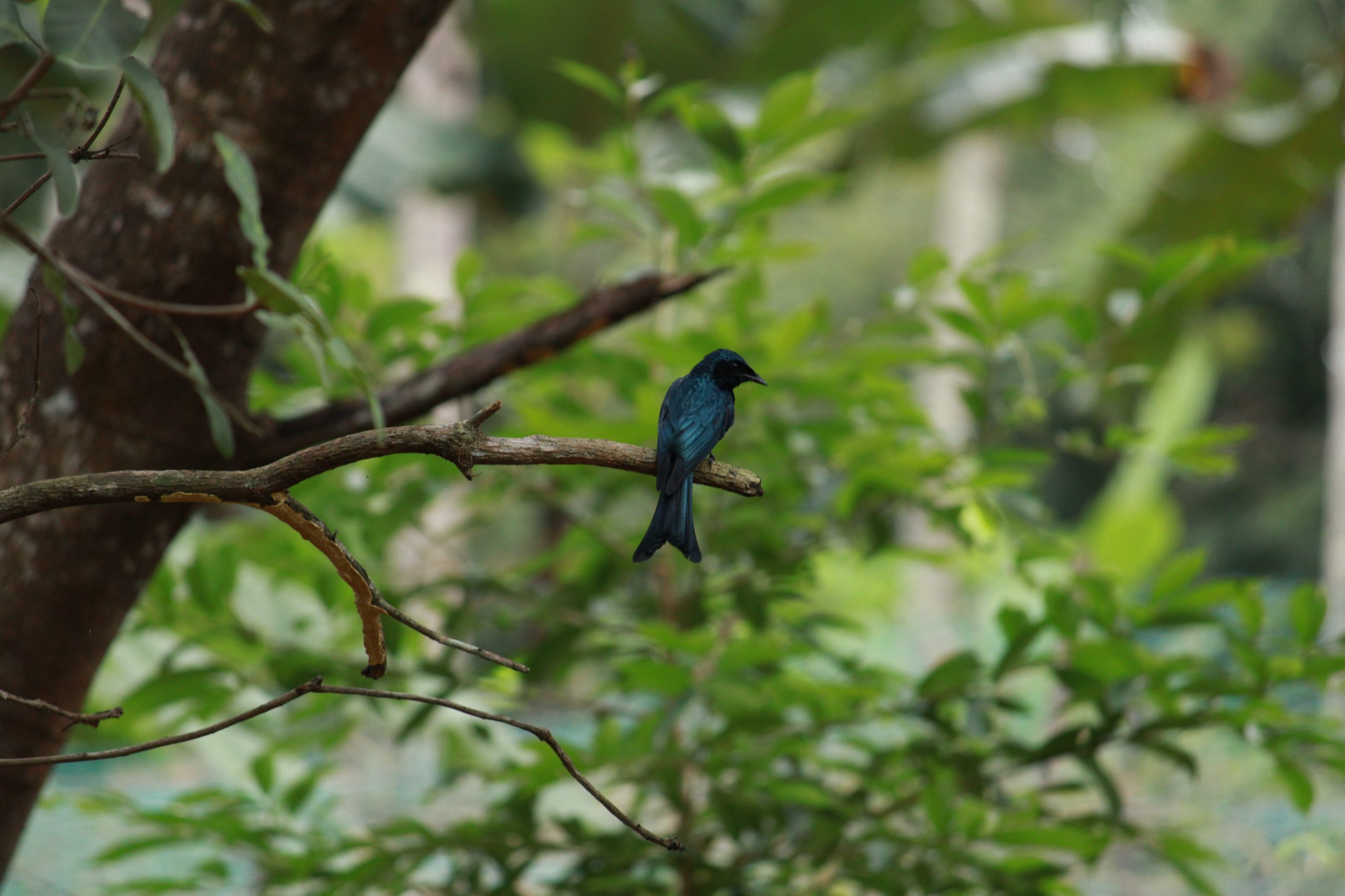 a bird sitting