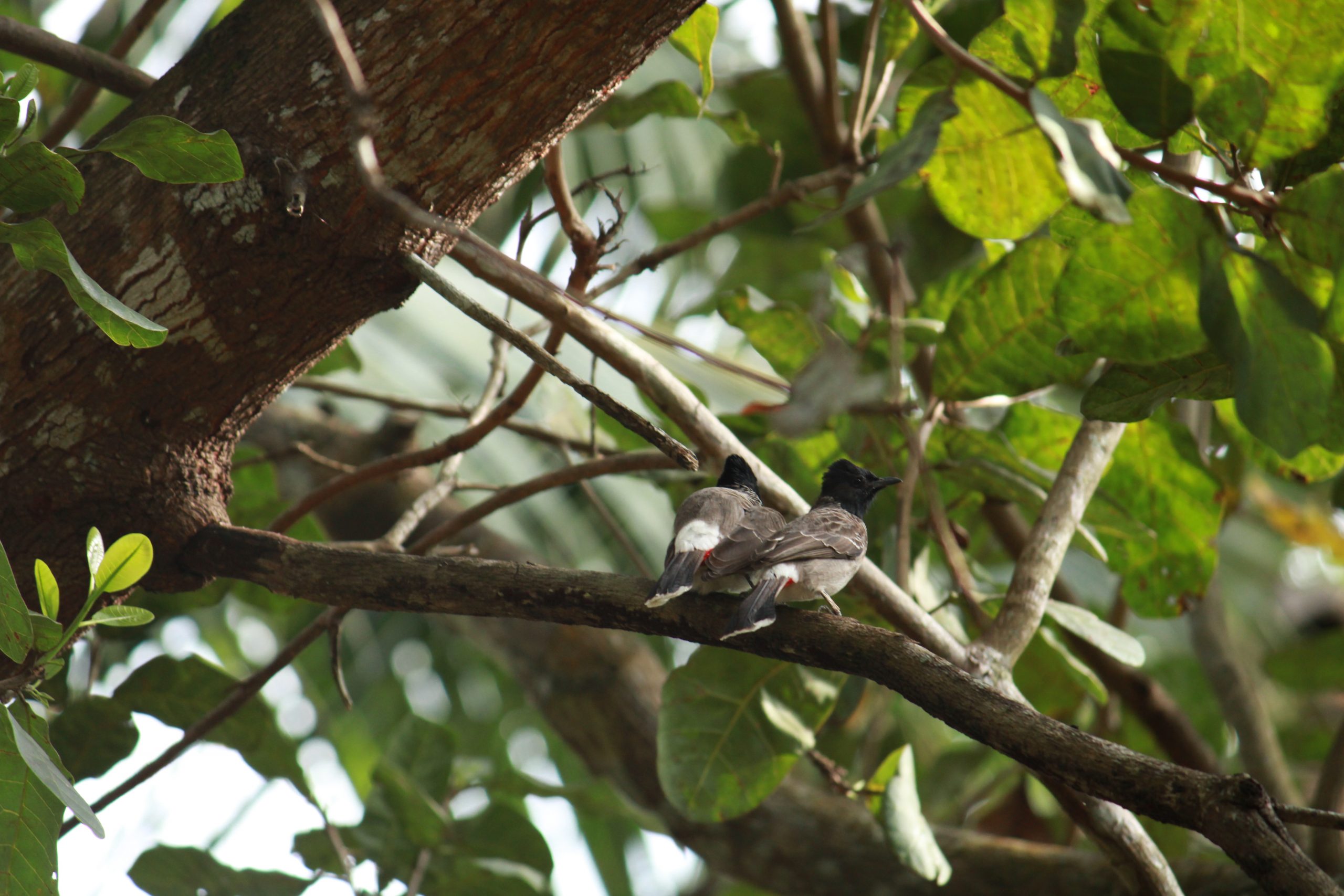 a couple of bird