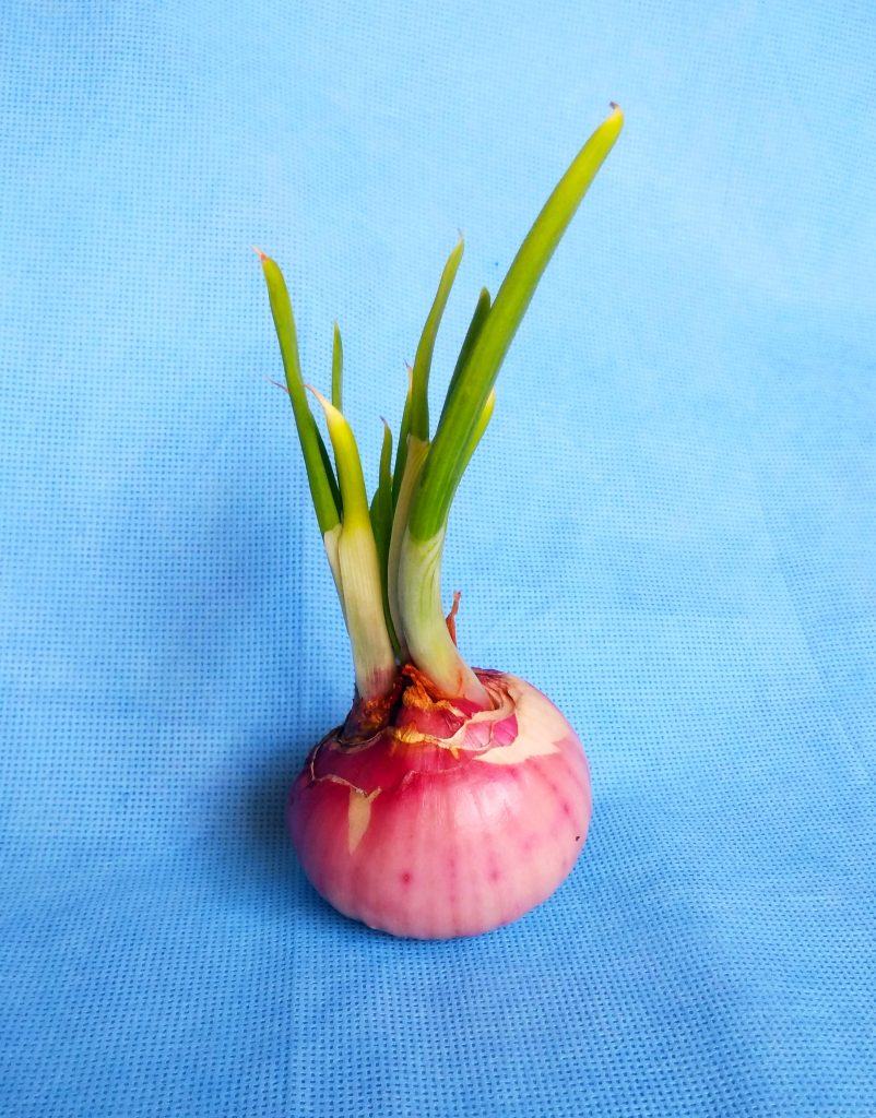 Onion sprouts PixaHive