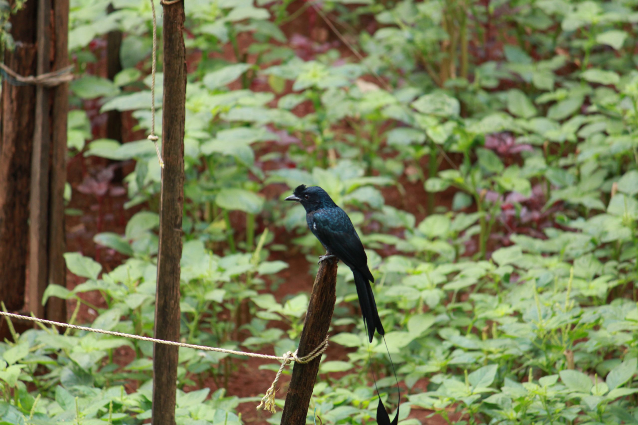 a sitting bird