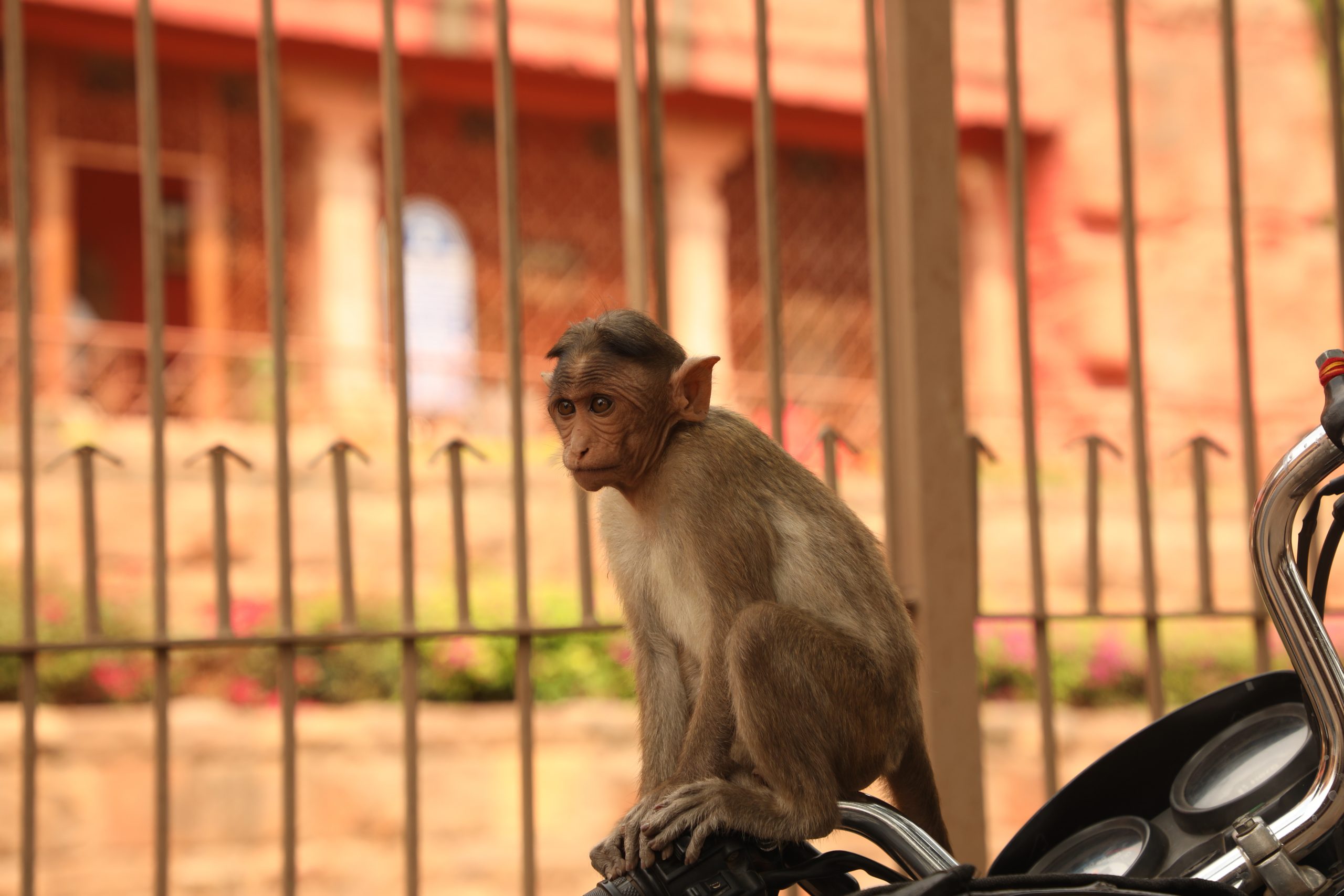 a sitting monkey