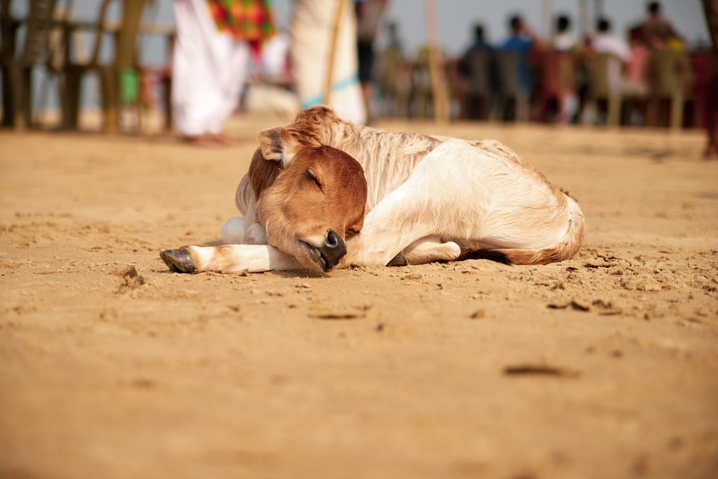 a-sleeping-calf-pixahive