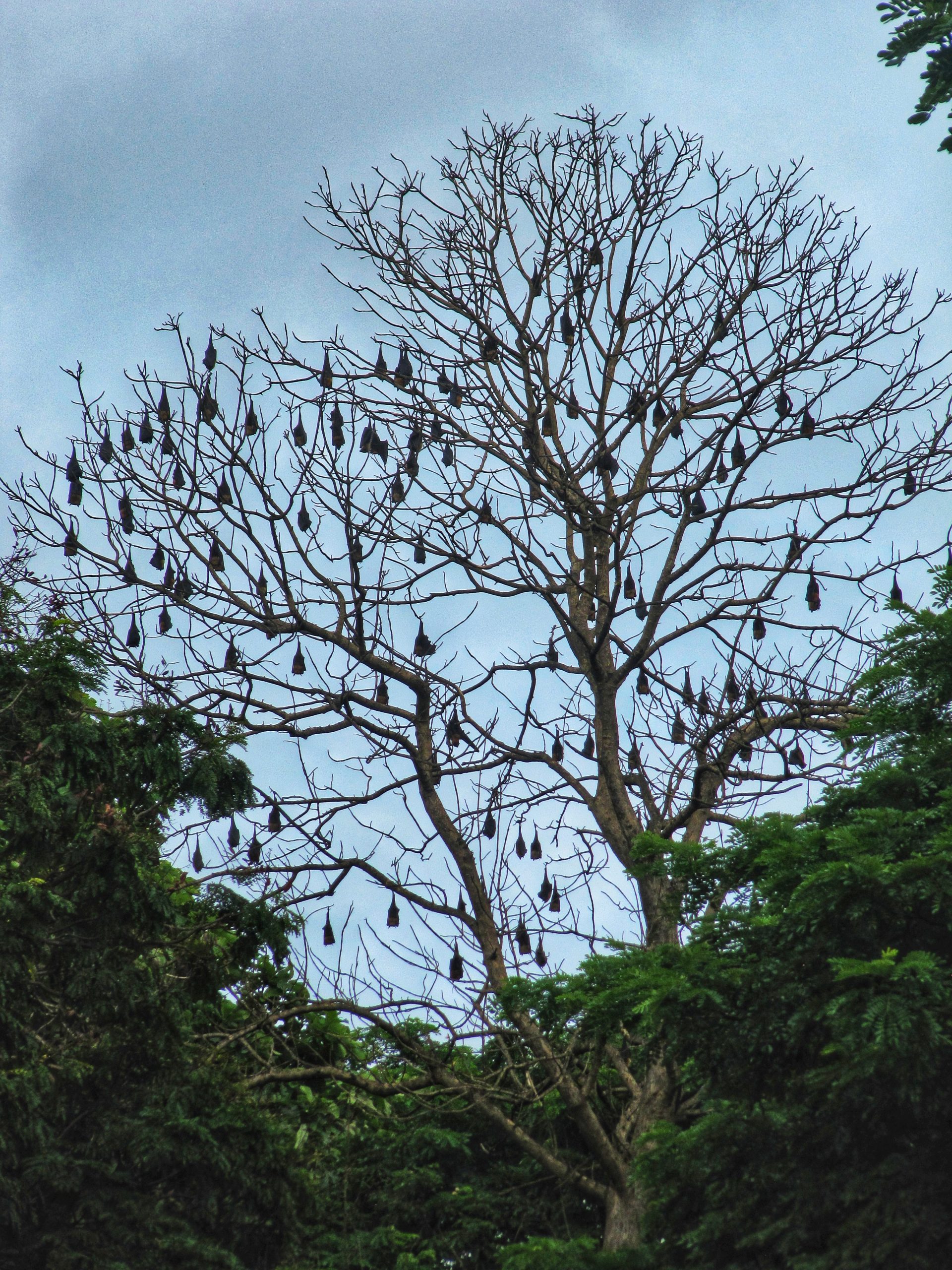 a tree with nests