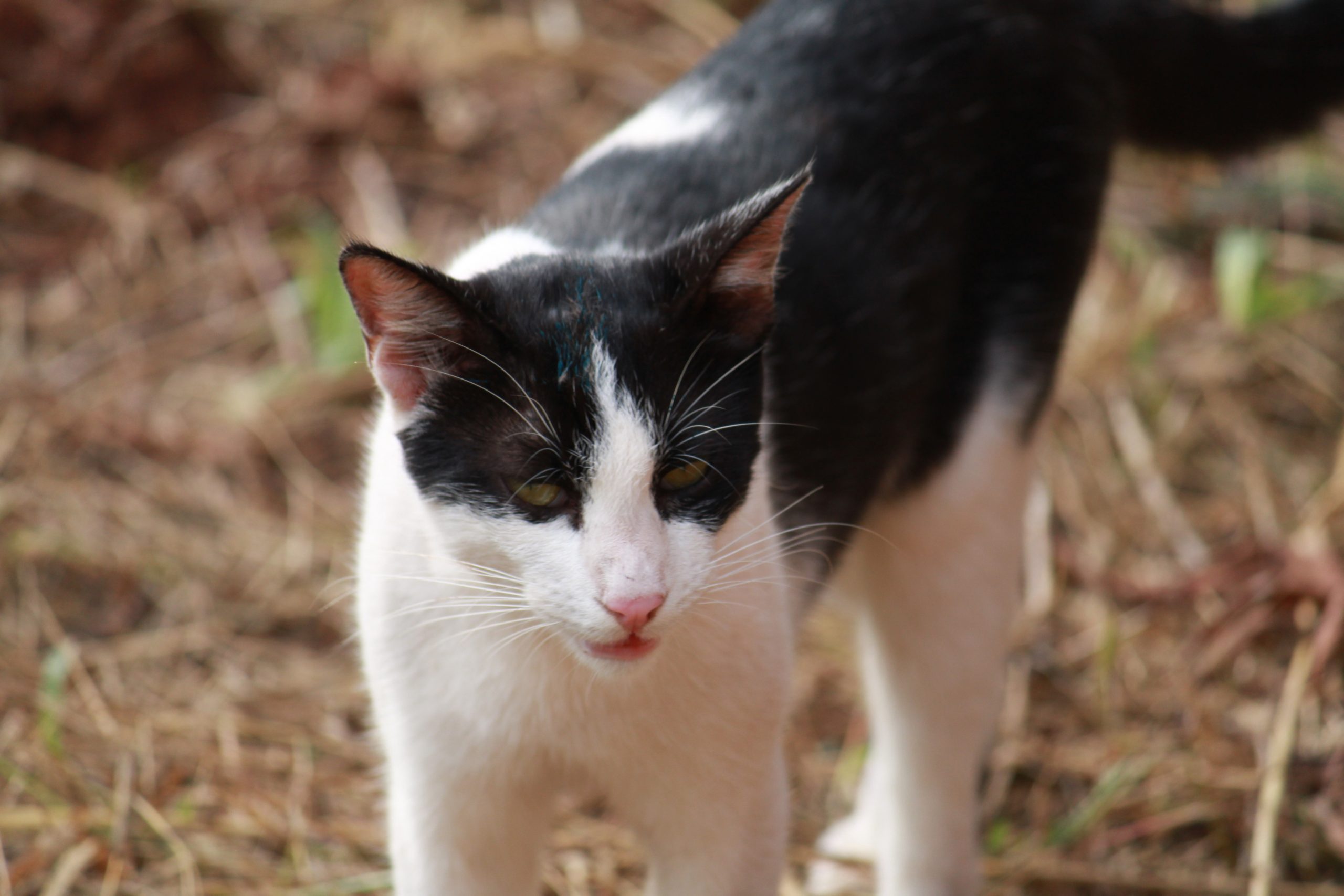 a walking cat