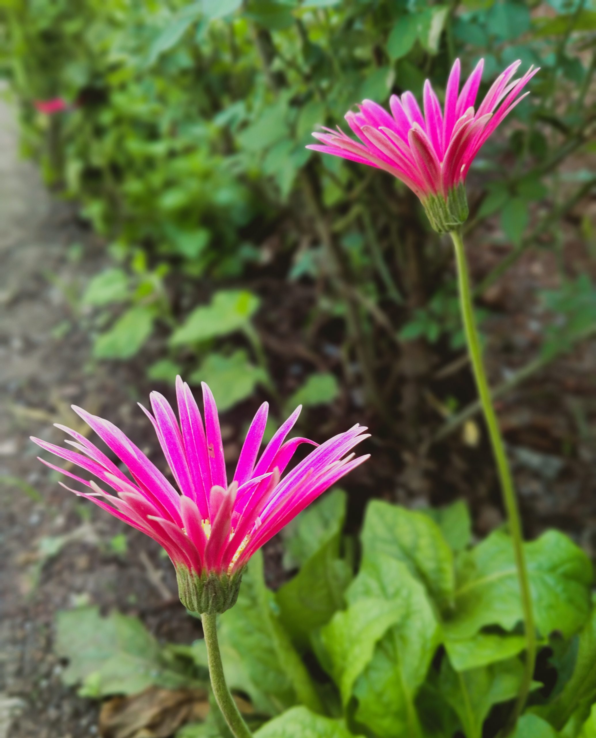 Flowering plant