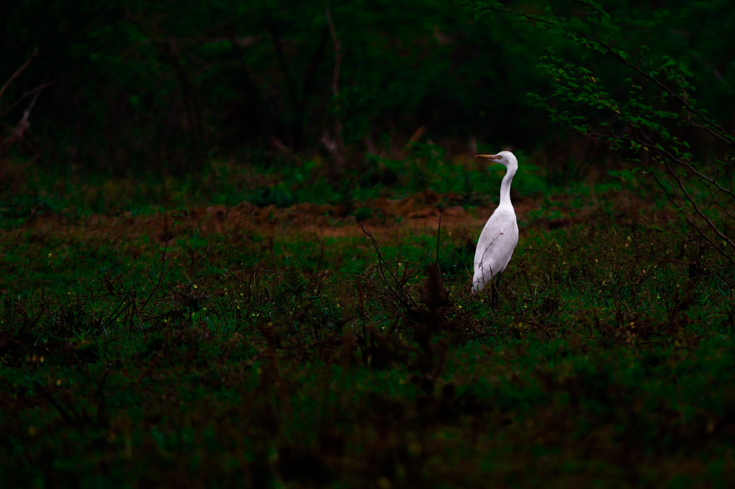 Egret in field