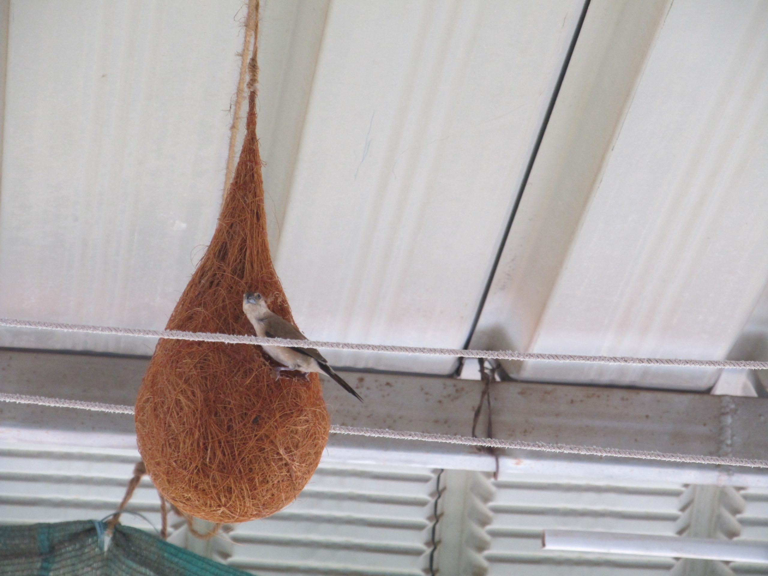 A straw nest of a bird