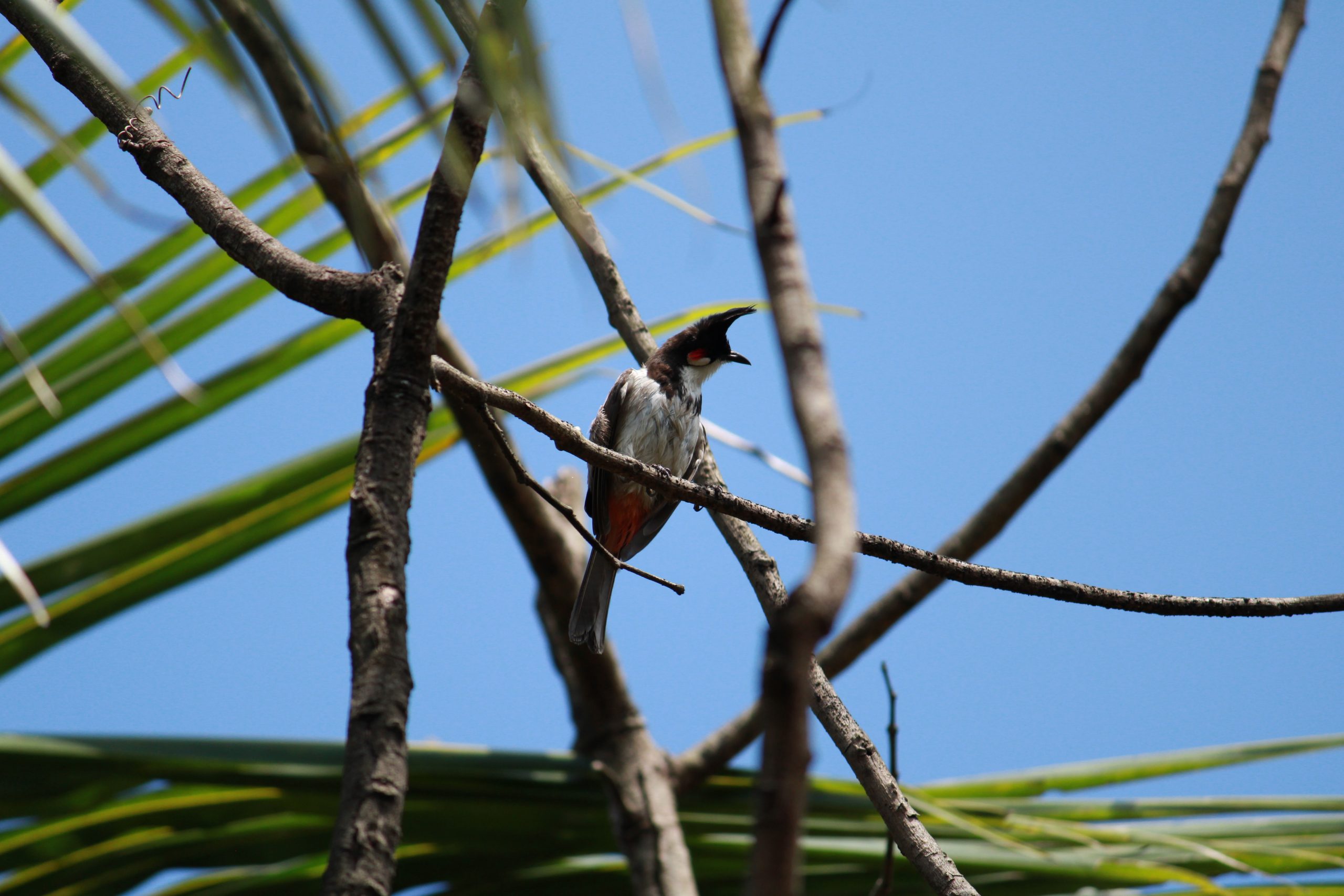 bird on a branch