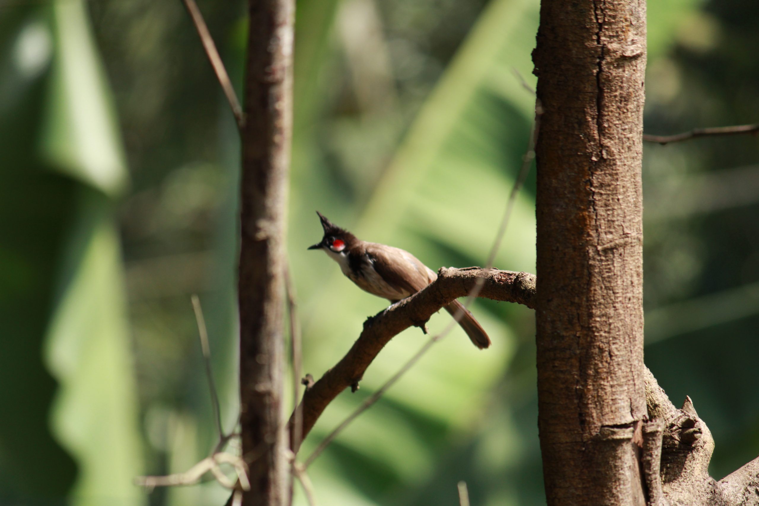 bird on a branch