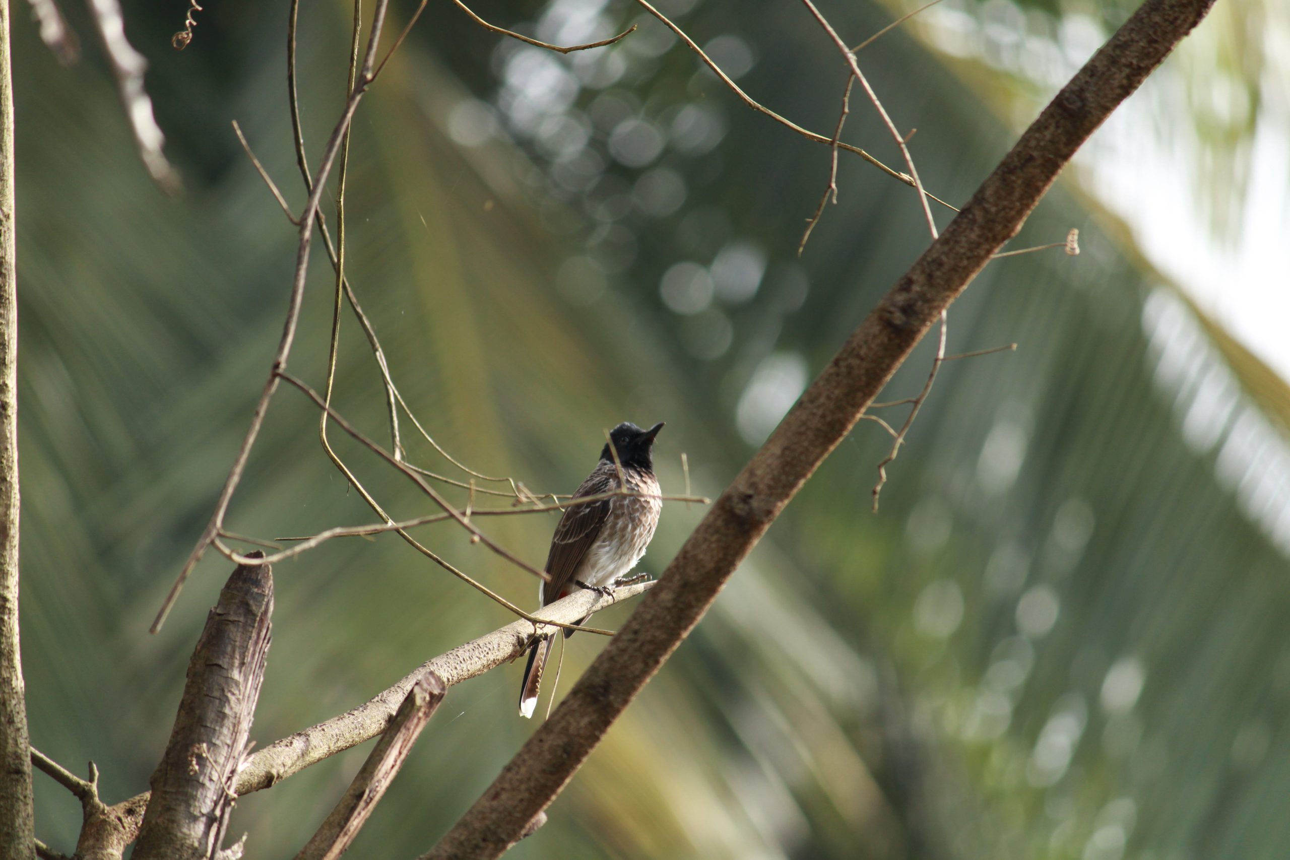 bird on a branch