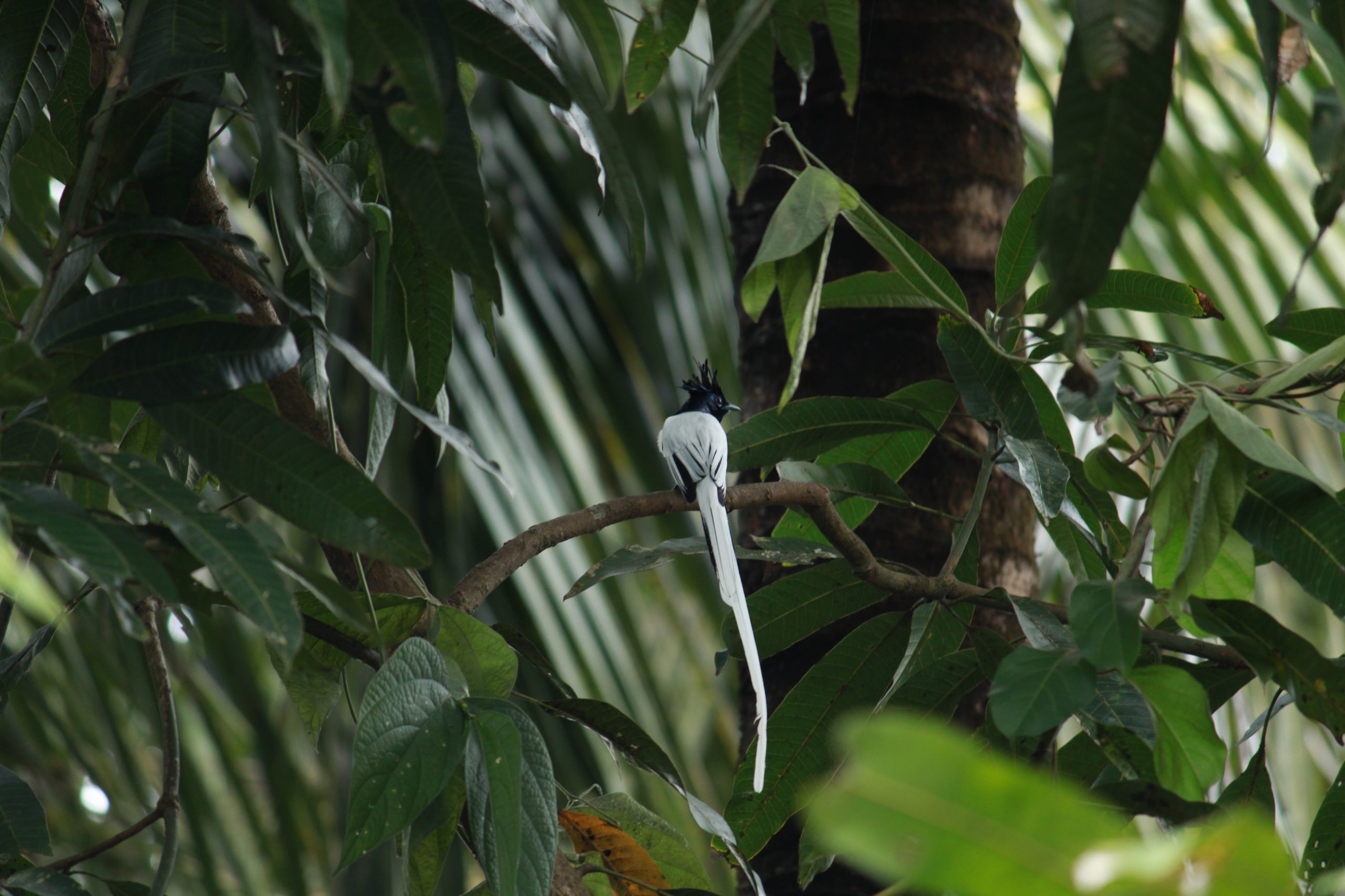 bird on tree branch