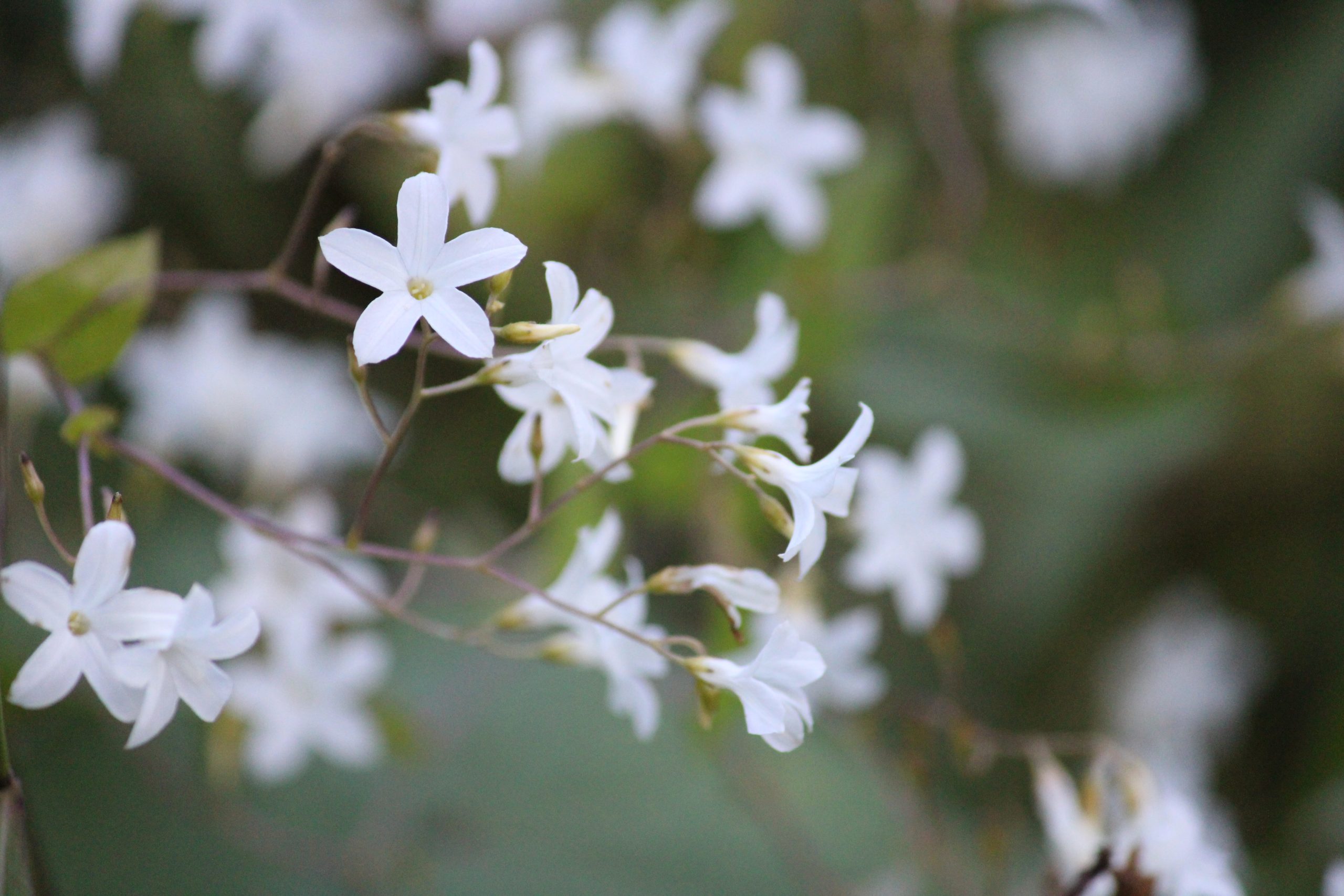 blooming white flowers