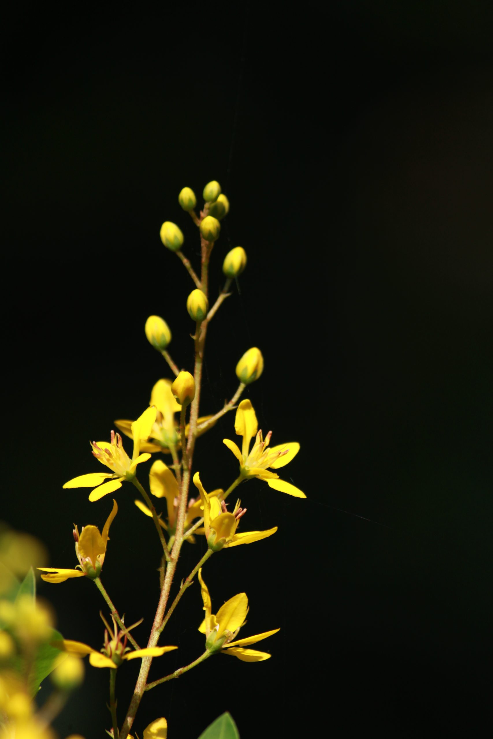 blooming yellow flowers