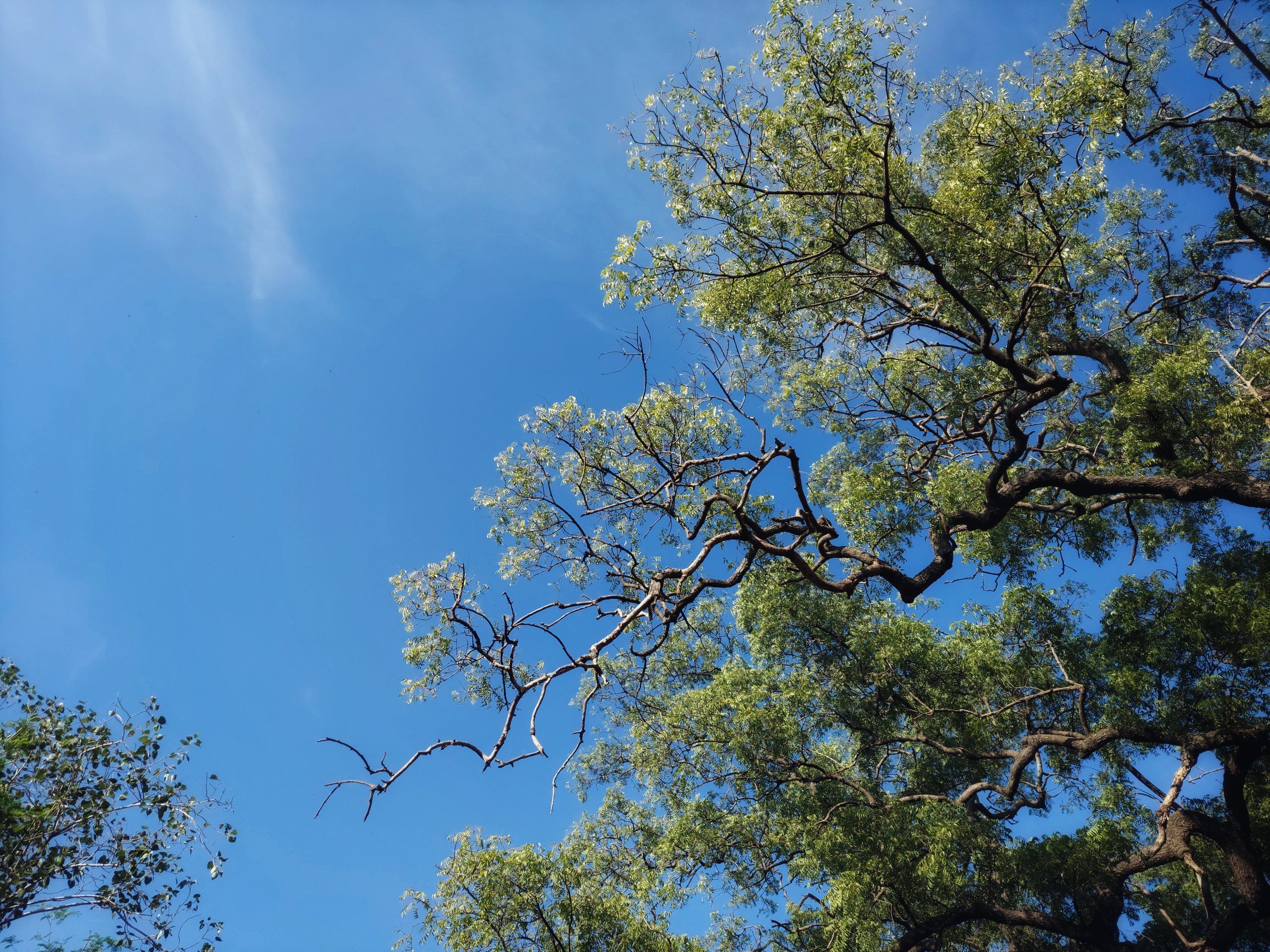 branches of a tree