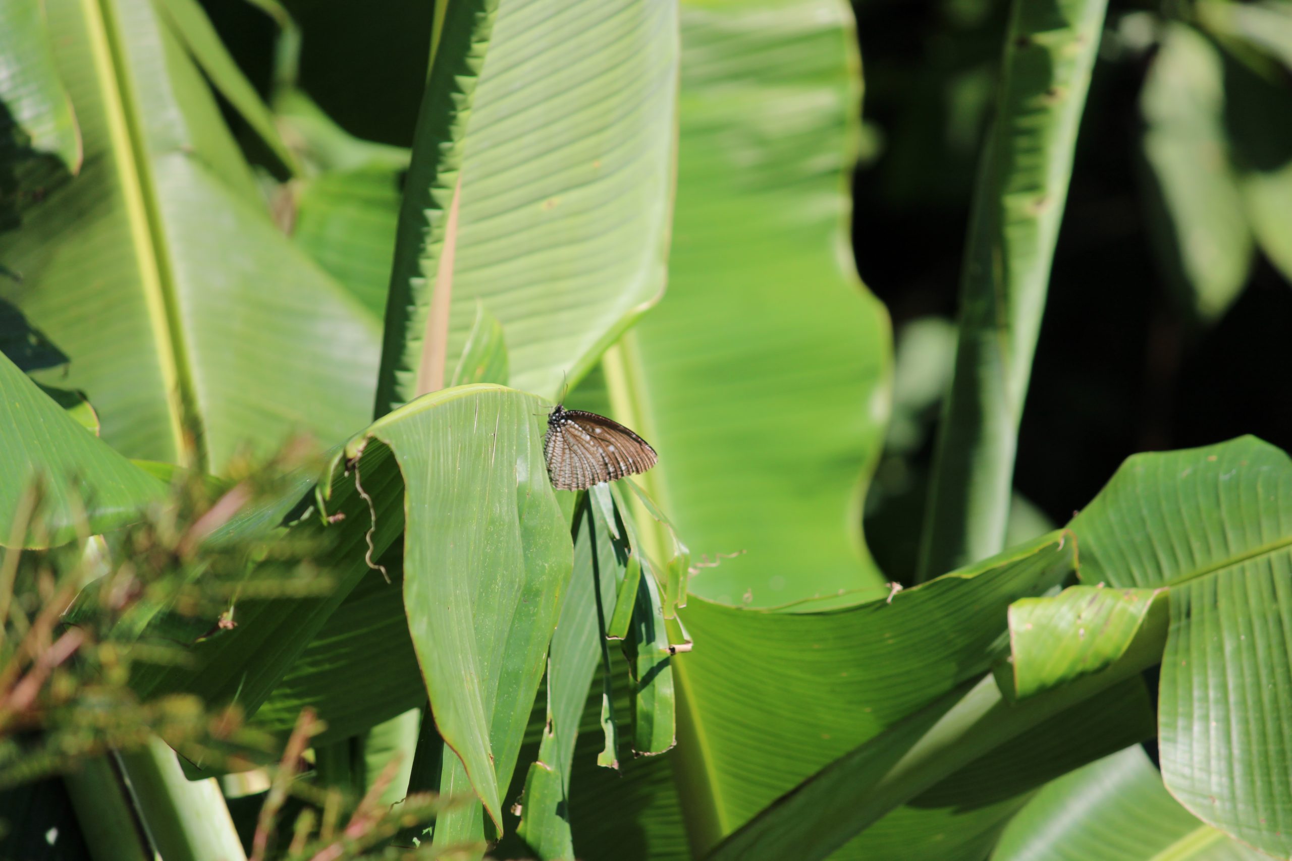 butterfly on a banana leaf