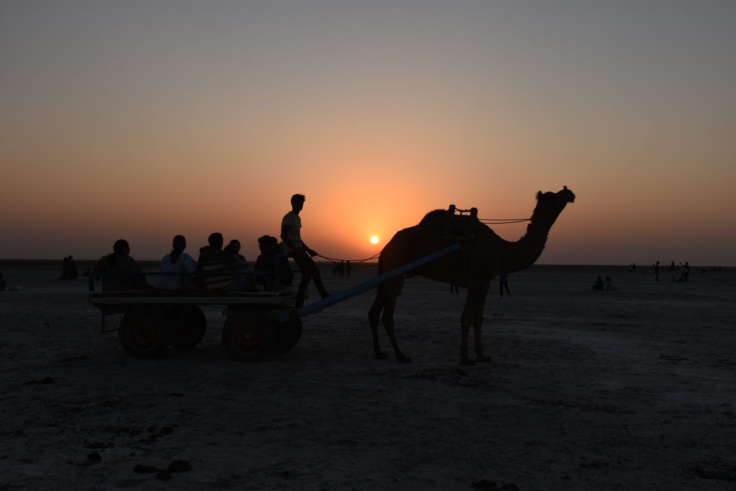 camel cart and sunset