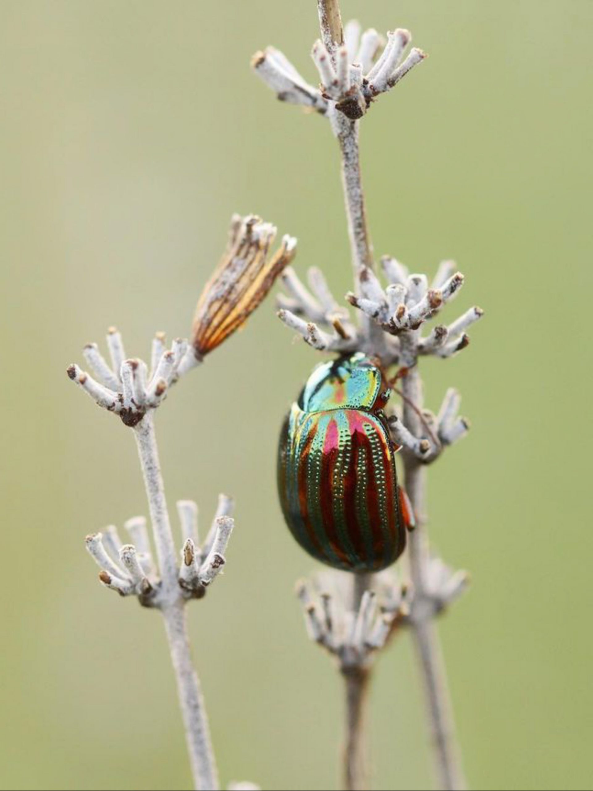 close-up of a bug