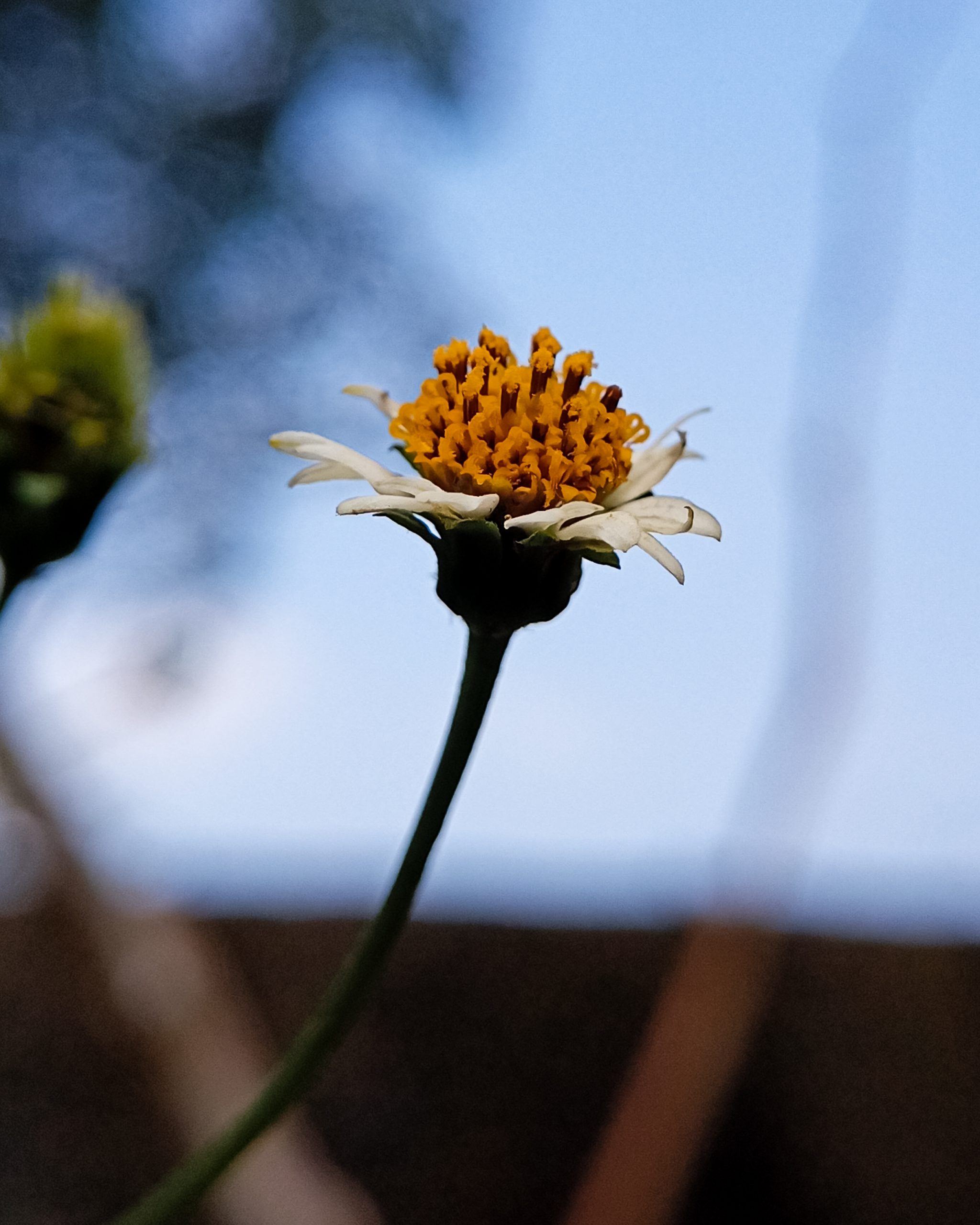 close-up of a flower