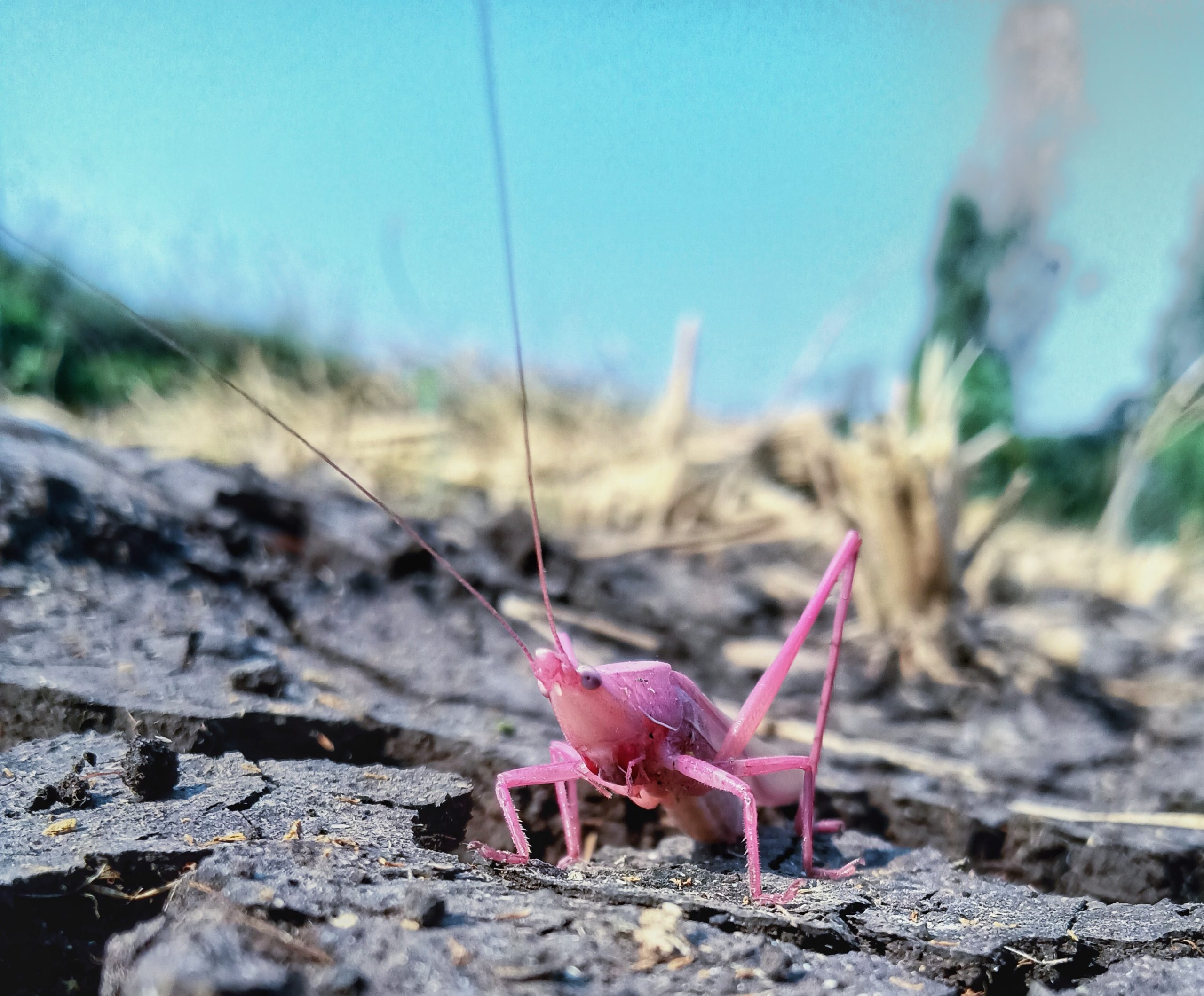 Close Up Of A Grasshopper Pixahive