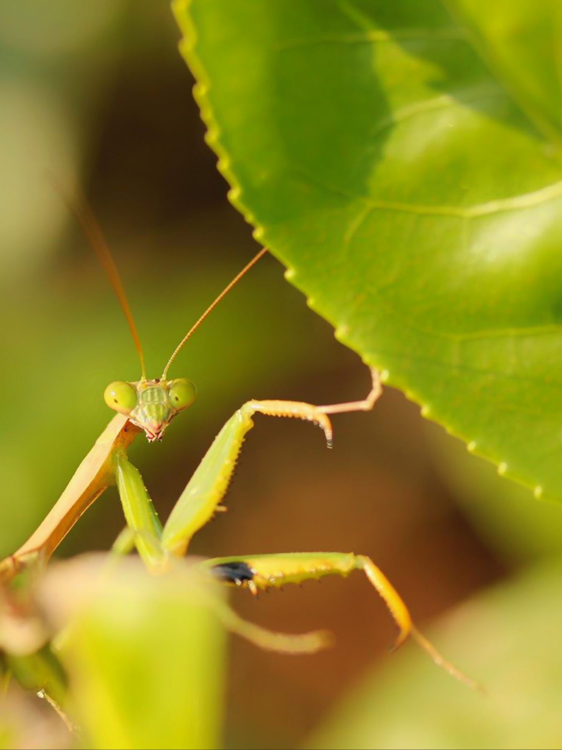 close-up of a mantis