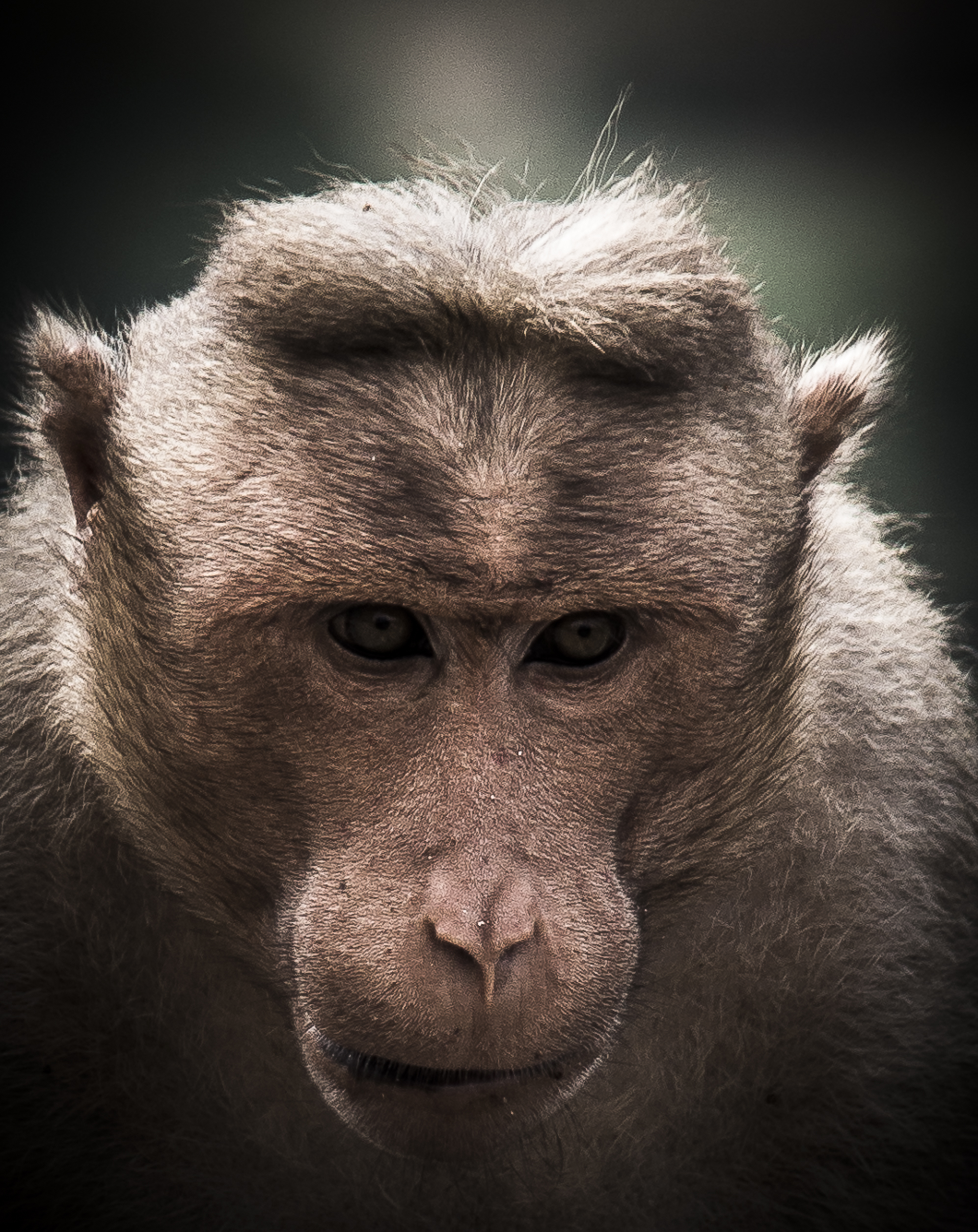 close-up of a monkey