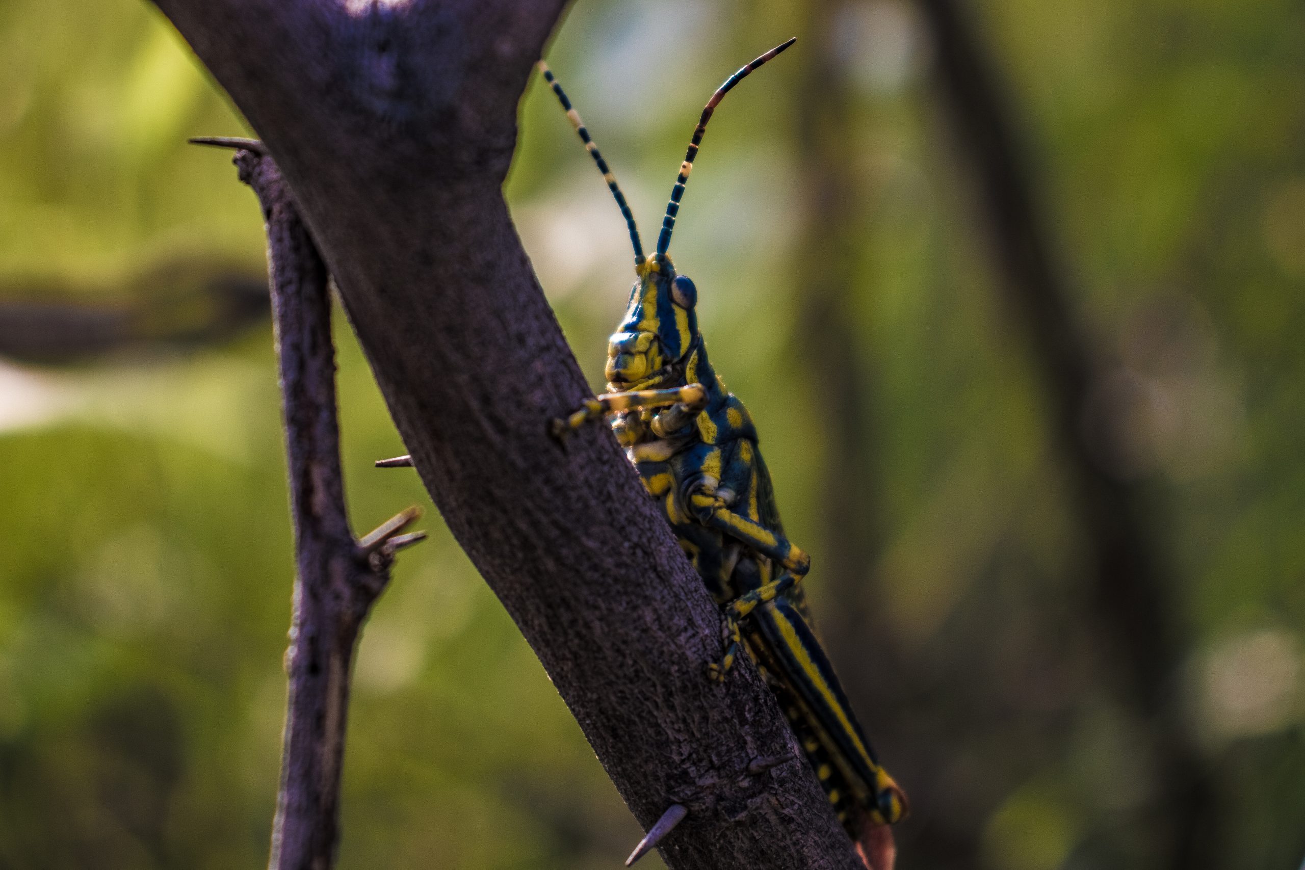 close-up of grasshopper