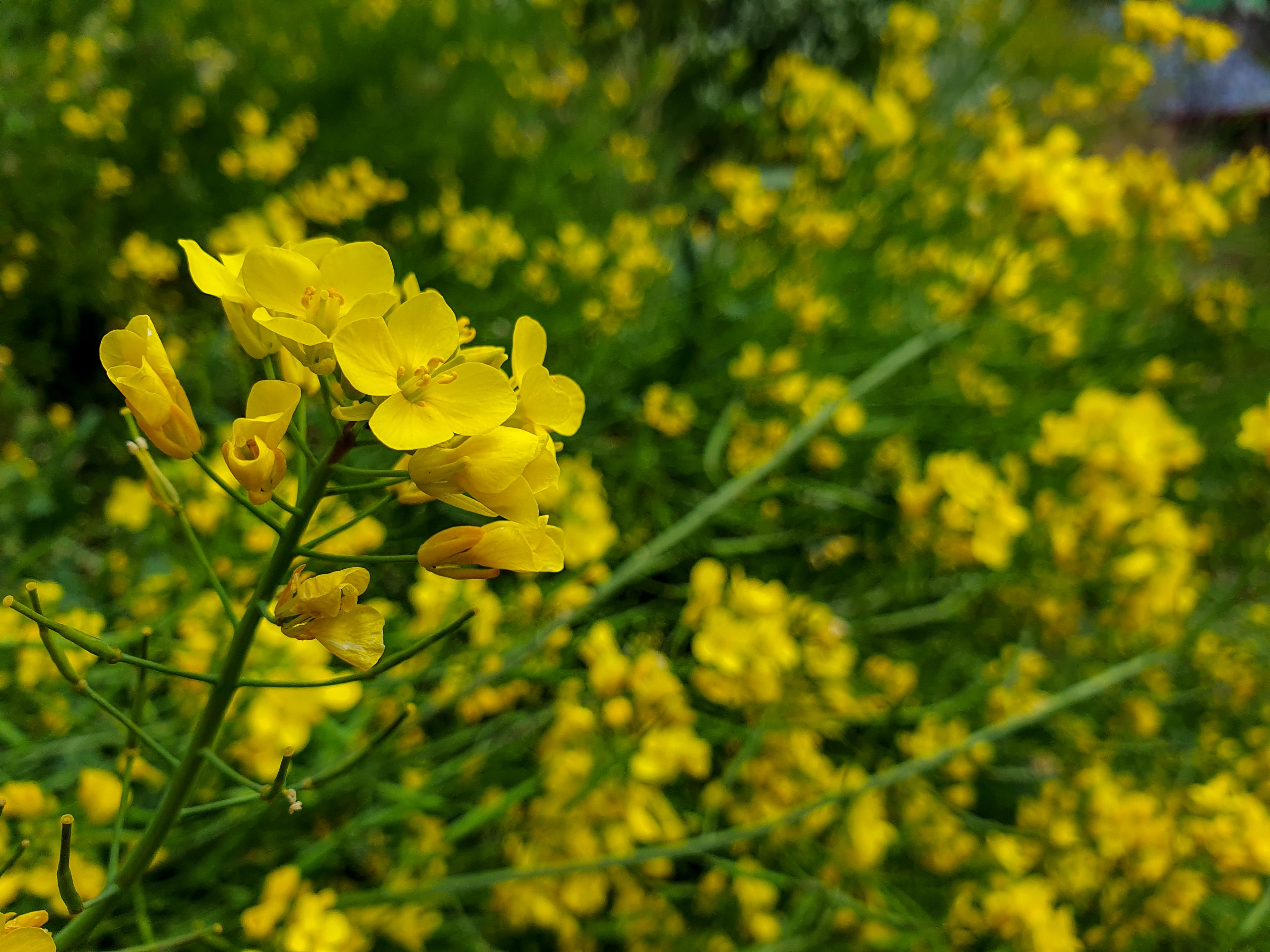 Flowering plant