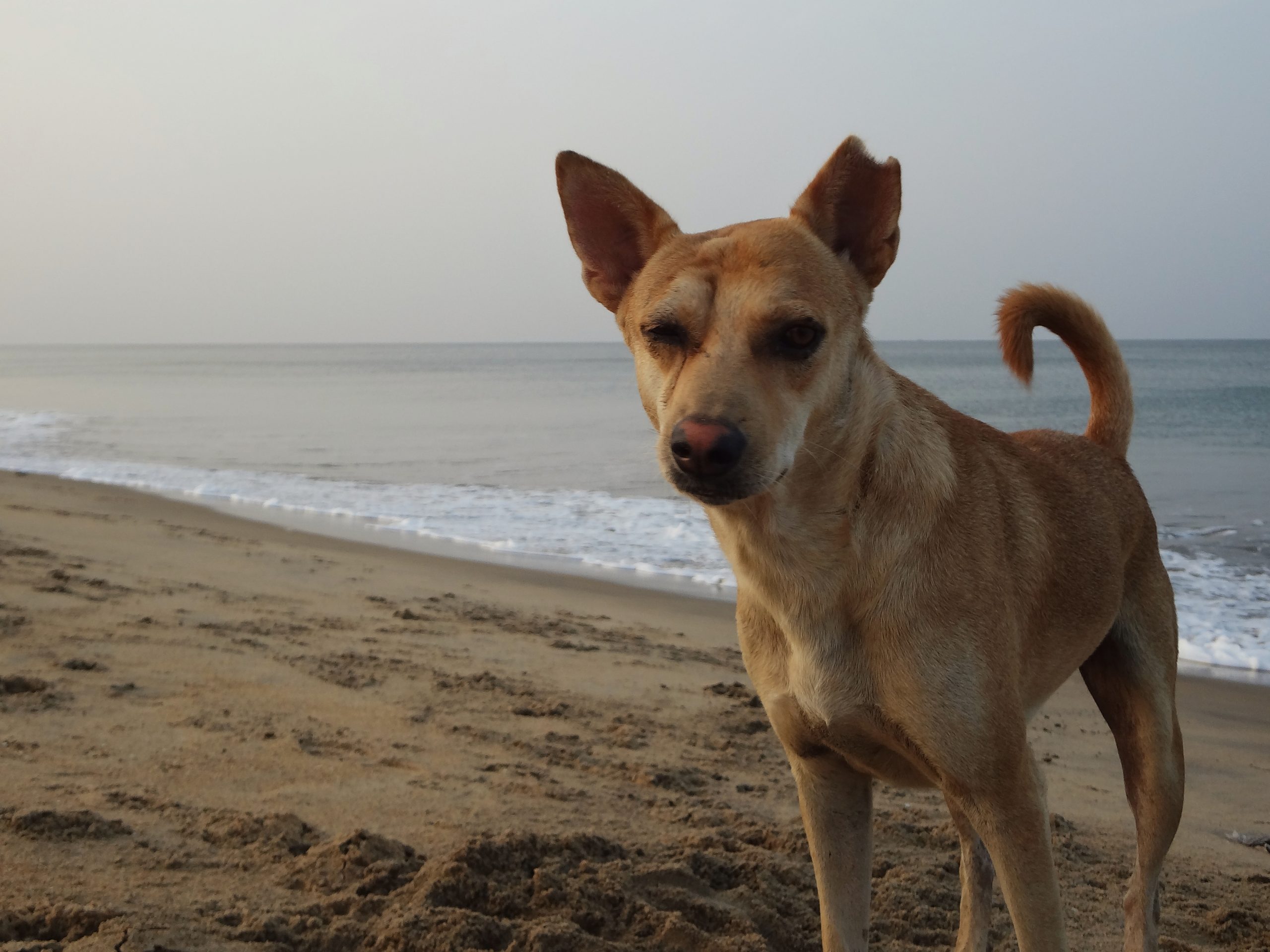 dog on a beach