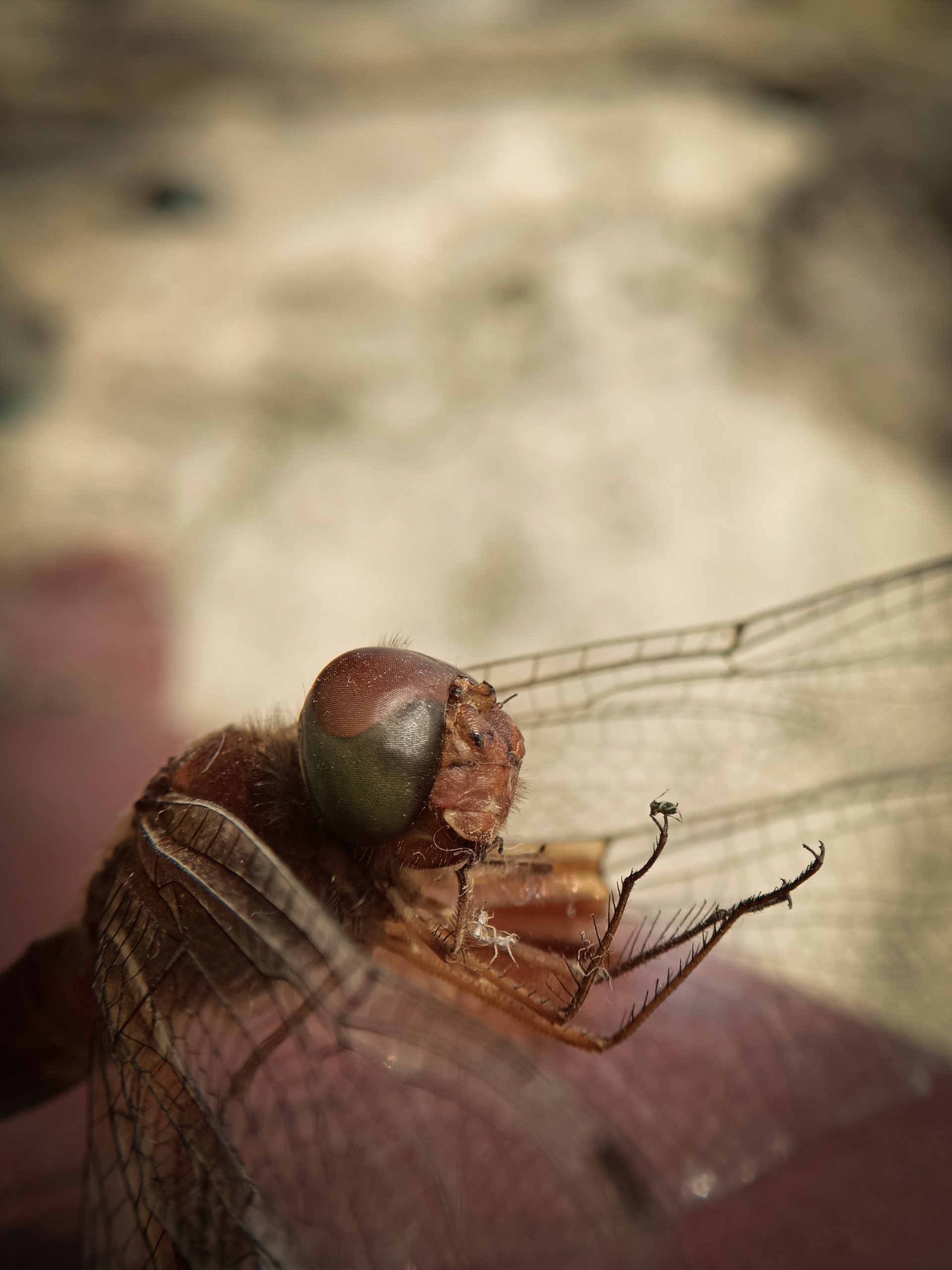 close up of dragonfly