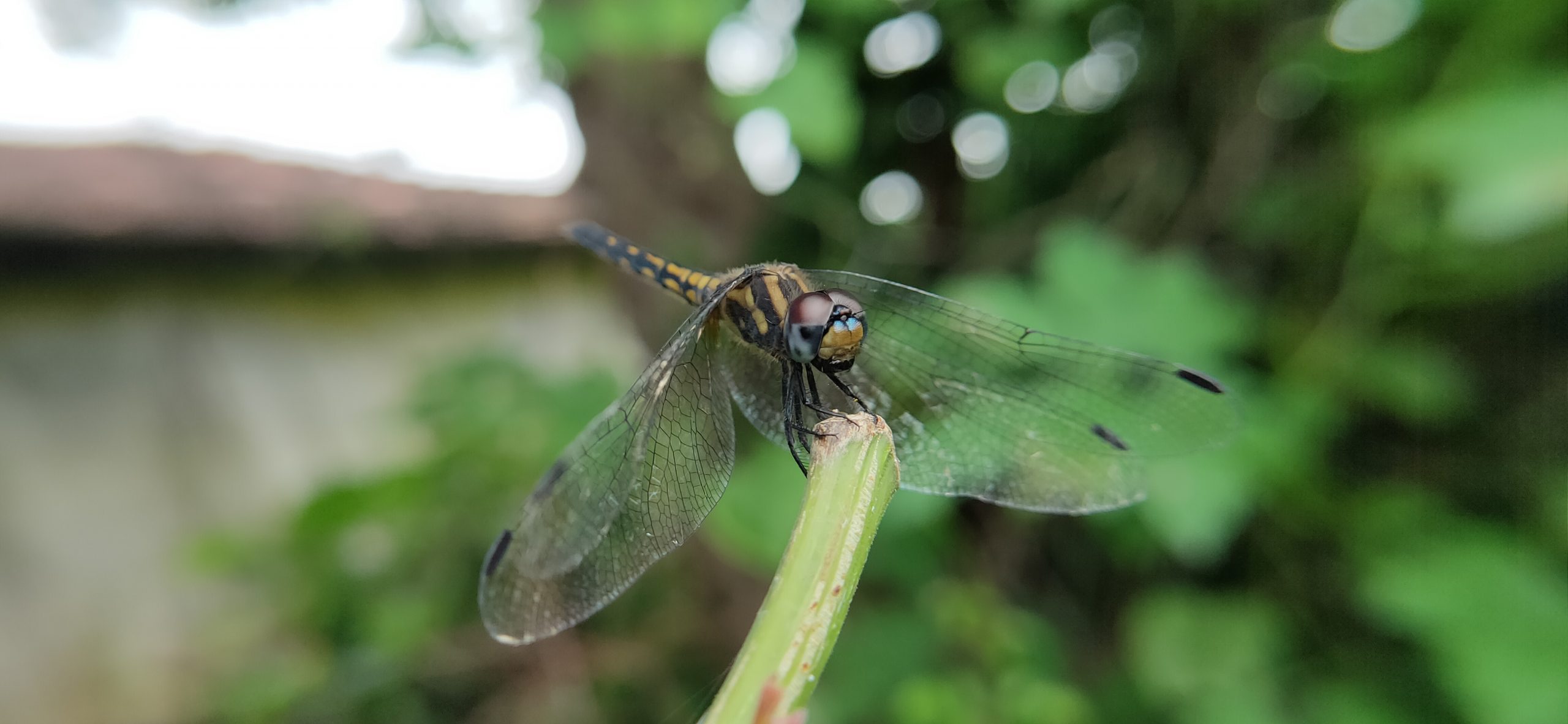 dragonfly