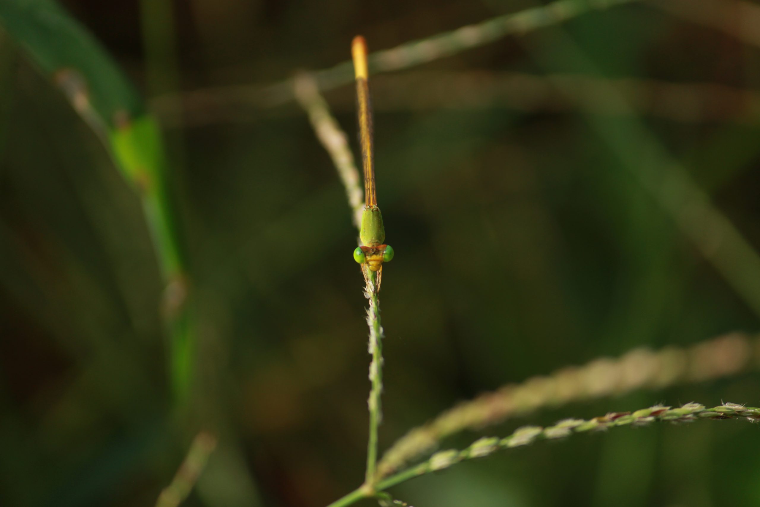 dragonfly on a leaf