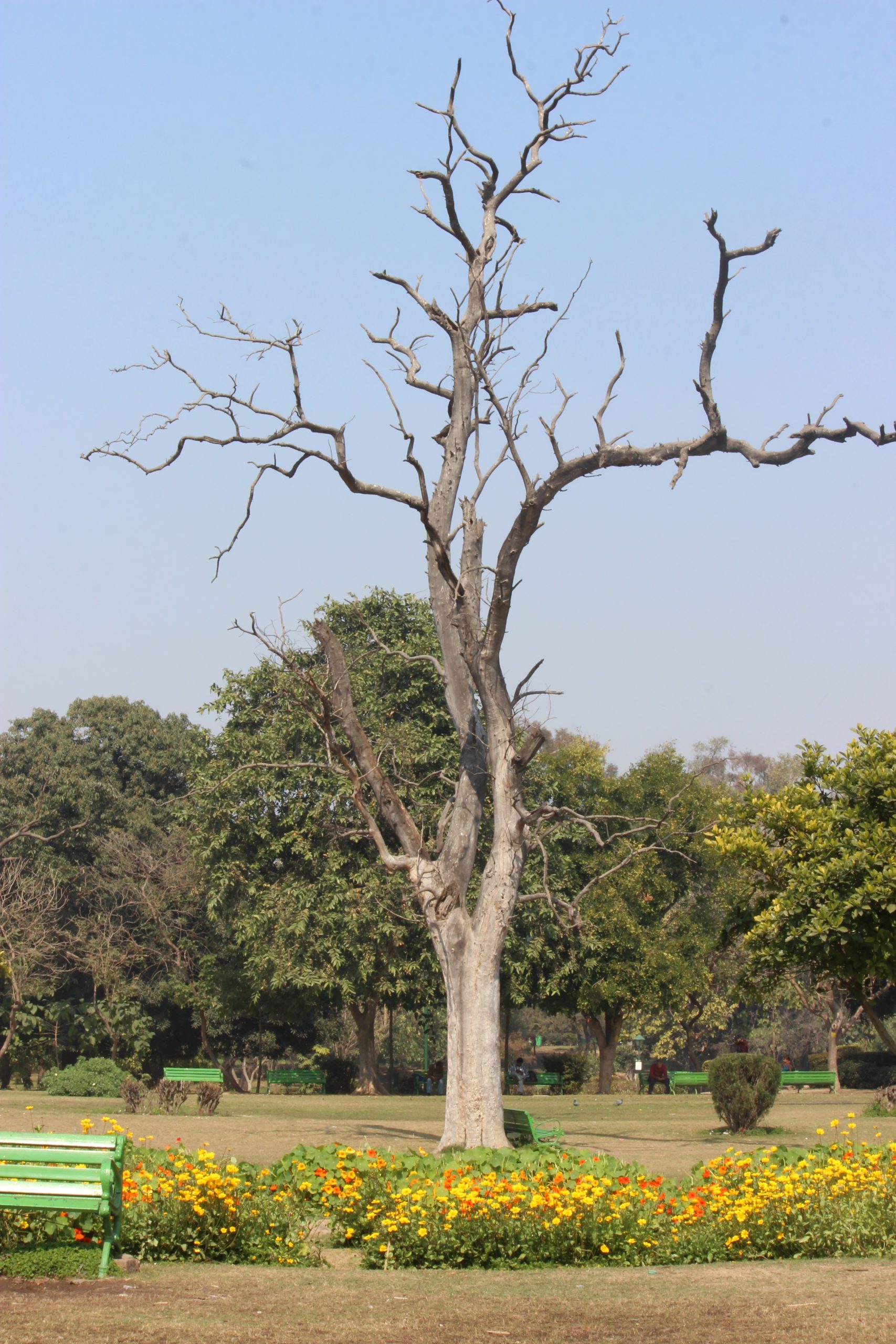 dried tree