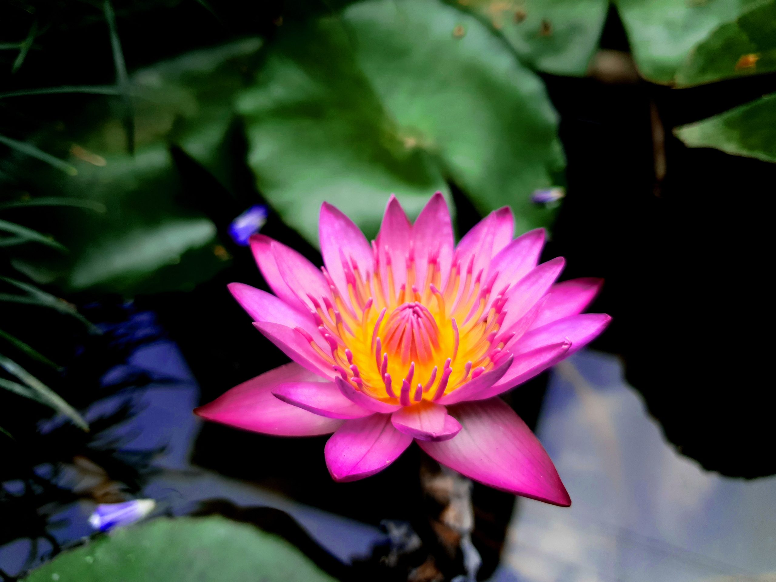 water lily in a pond