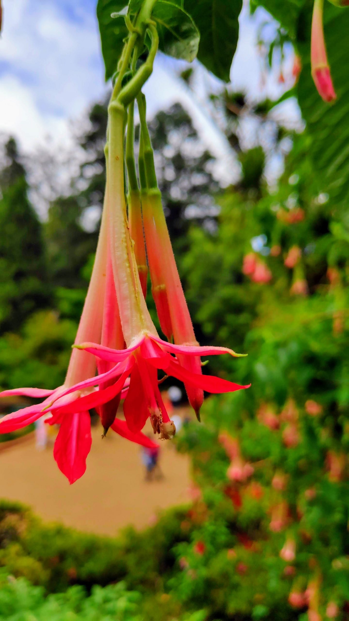 flowers in garden