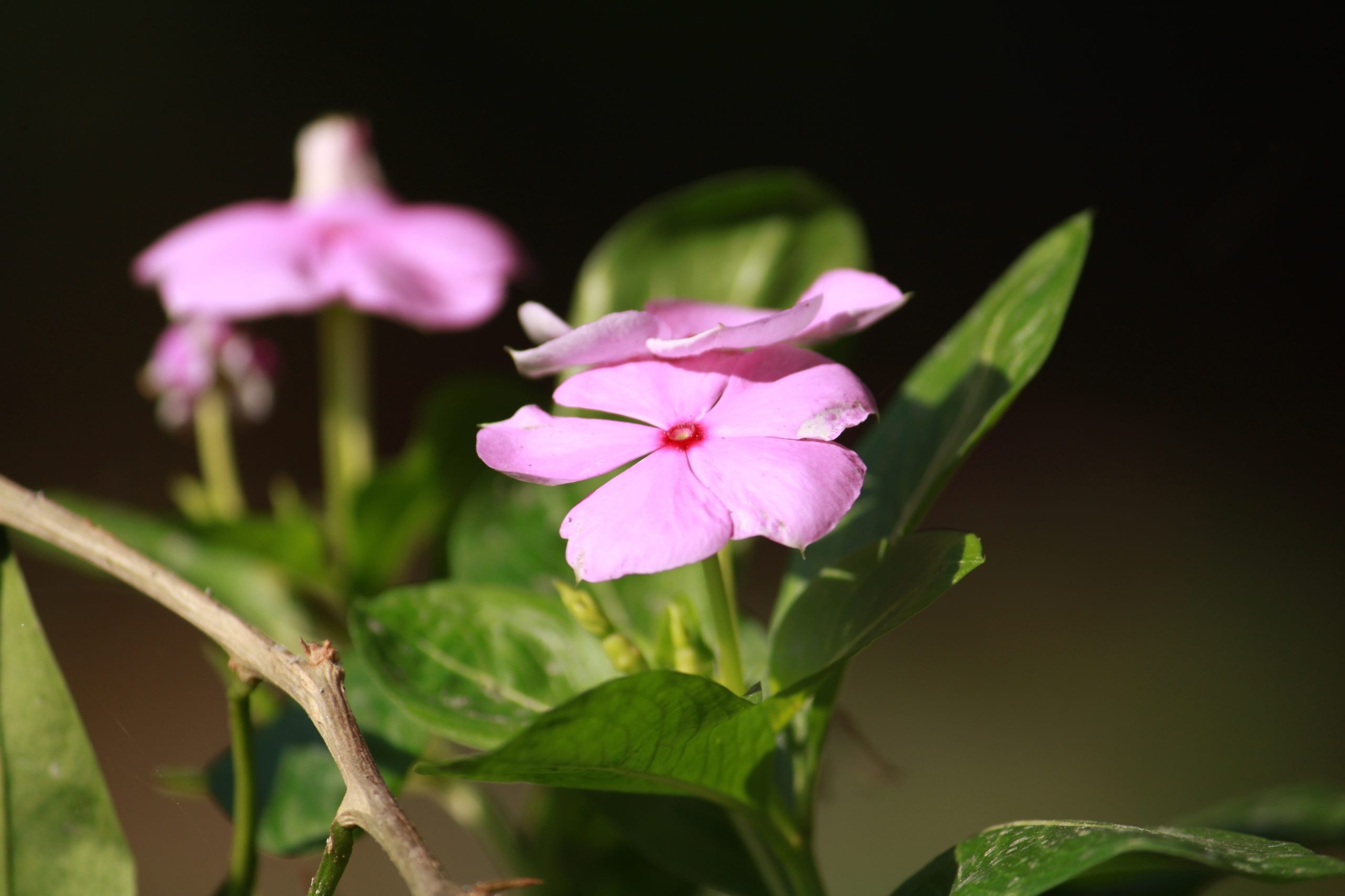 flowers on a plant