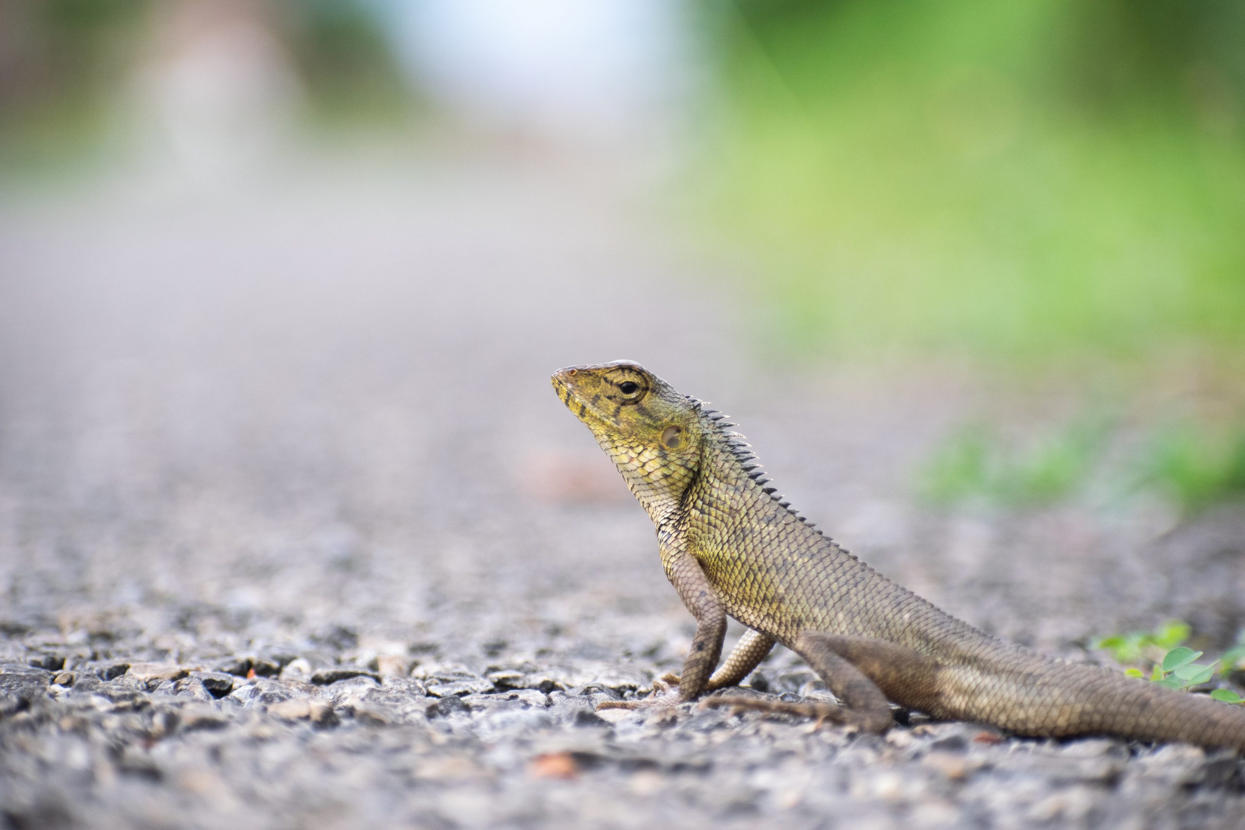 A garden lizard on road