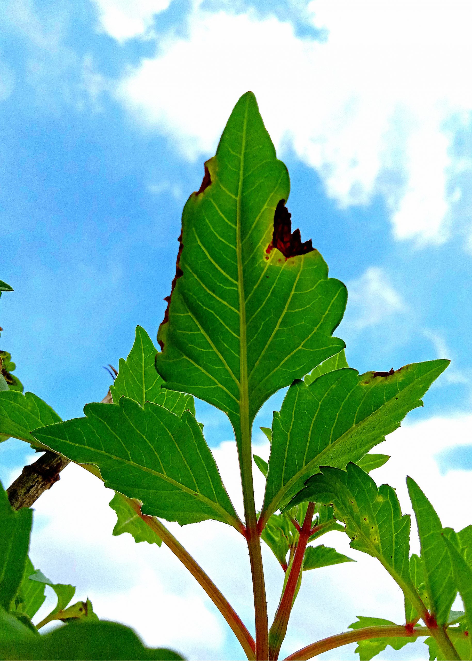 leaves of a plant