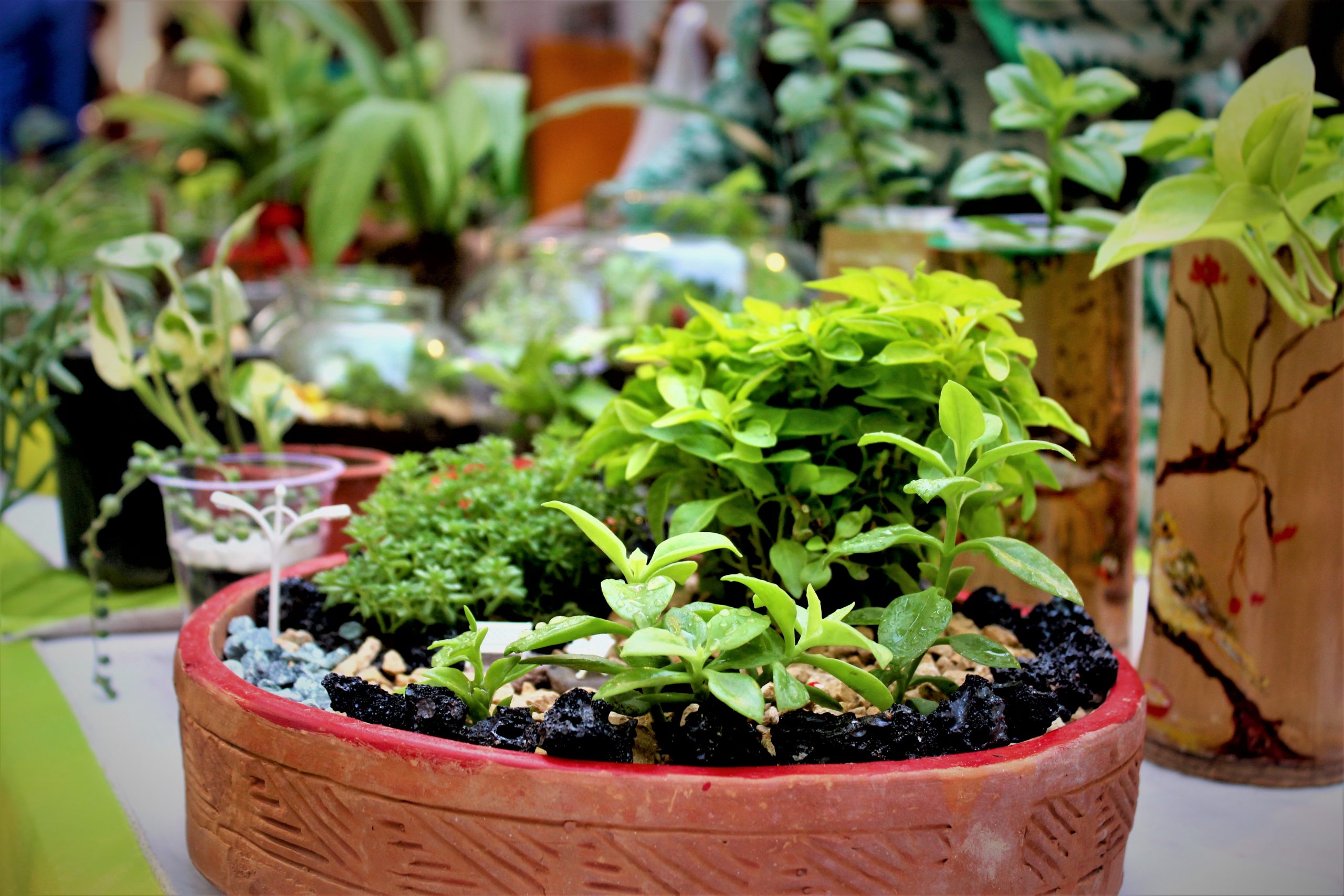 miniature plants in pot