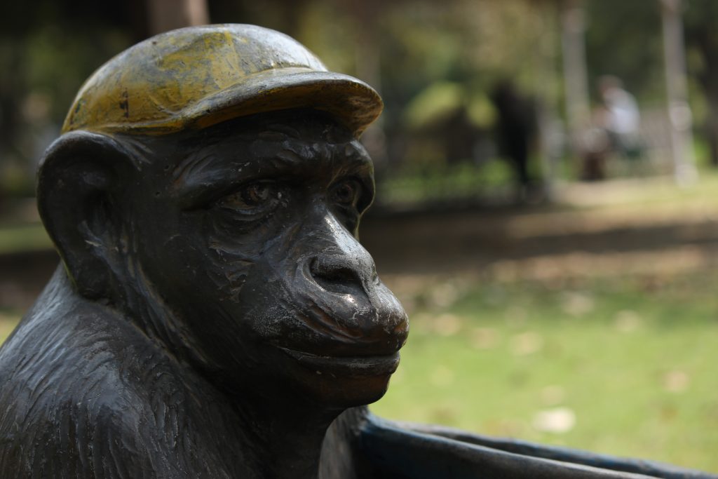 monkey in hat - PixaHive