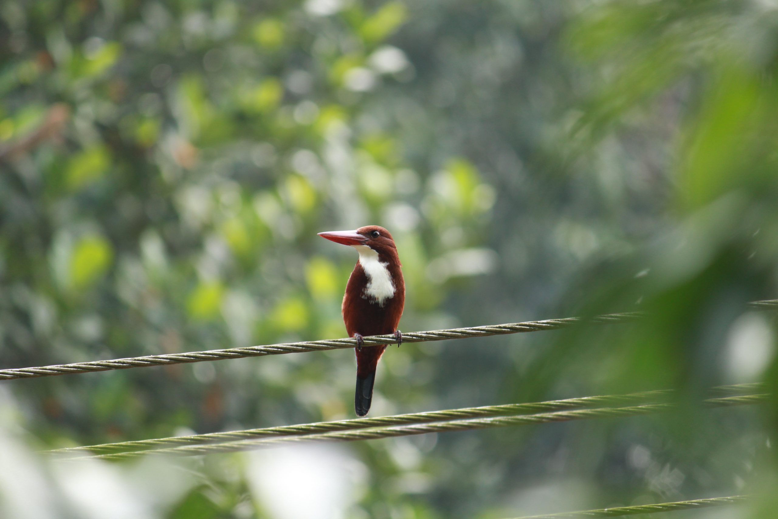 Bird Sitting on Electrical Wire