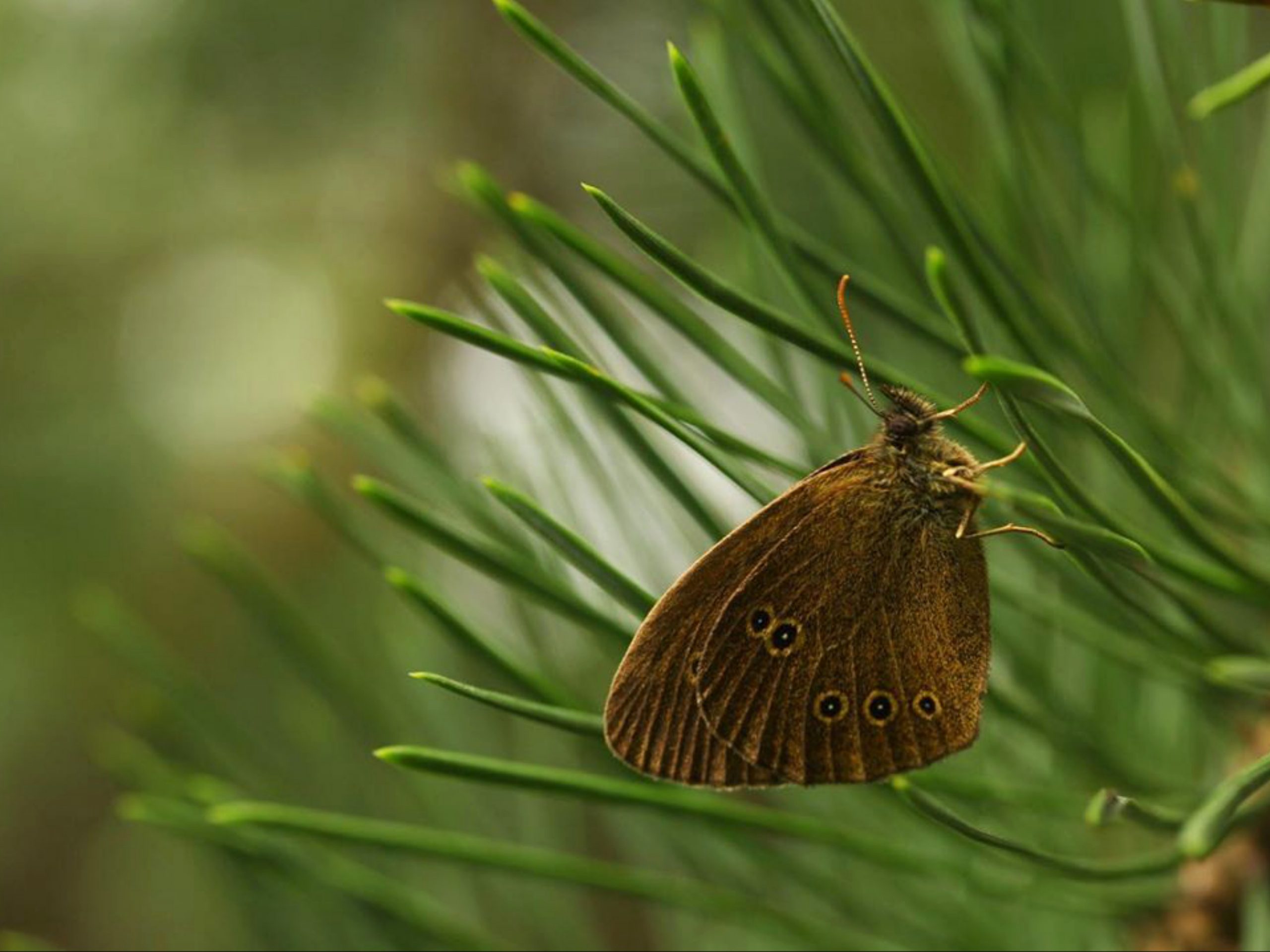 butterfly on grass